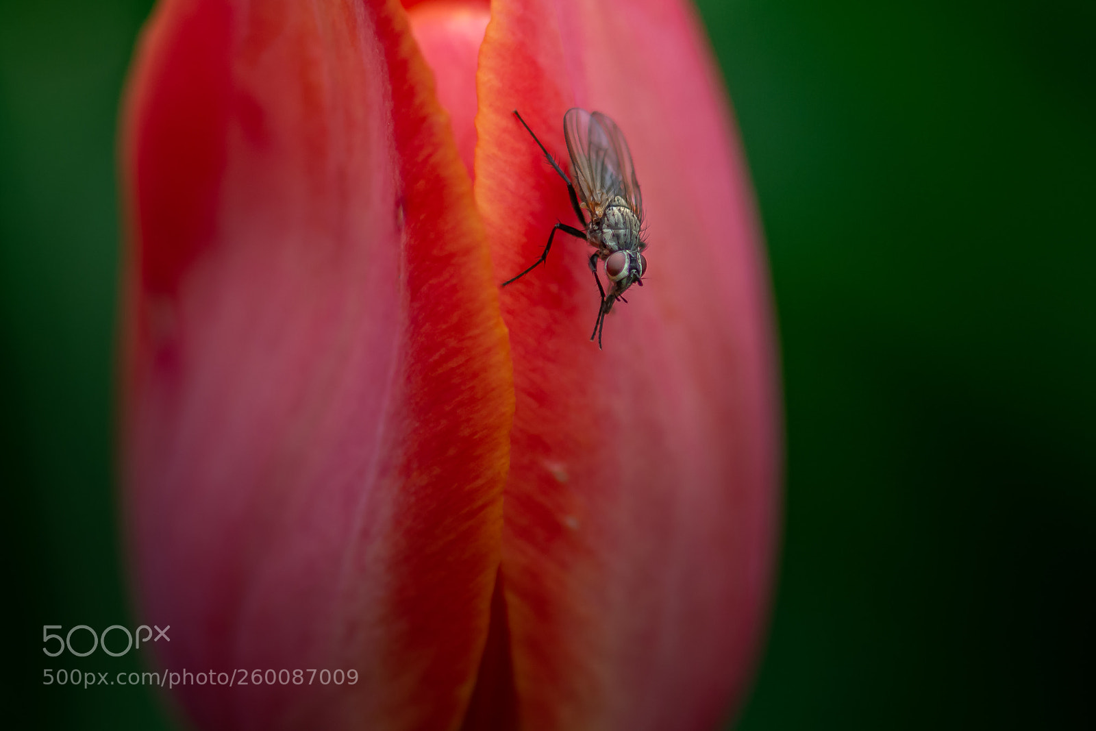 Nikon D7100 sample photo. Tachinid photography