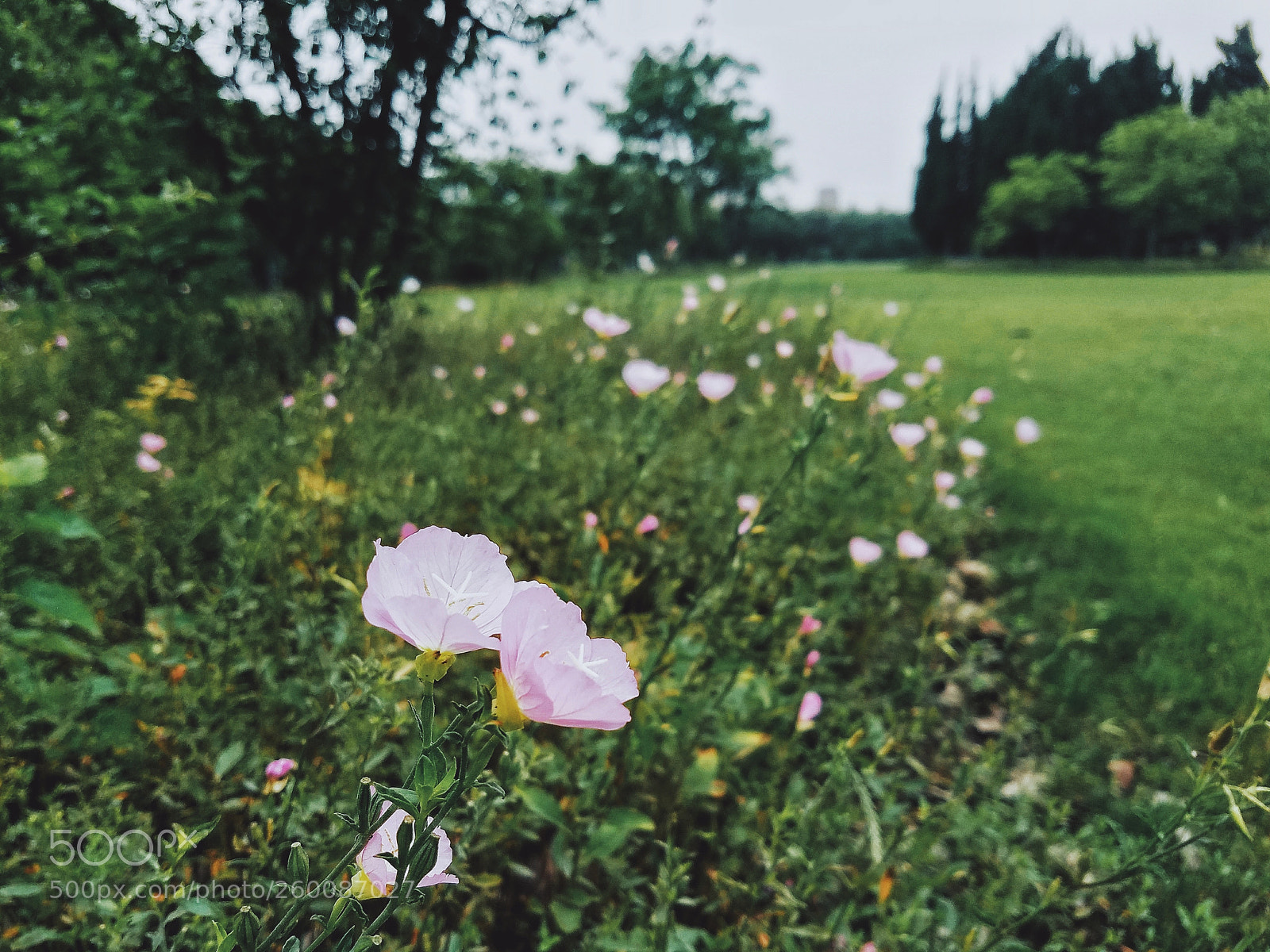 Samsung Galaxy S7 sample photo. Flower photography