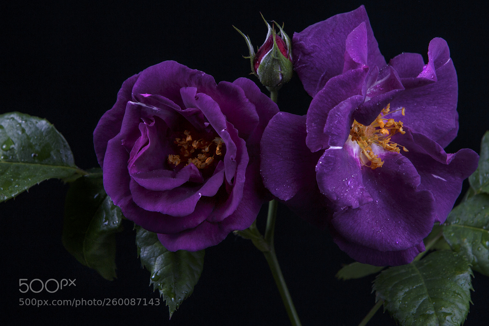 Canon EOS 6D sample photo. Peony rose photography