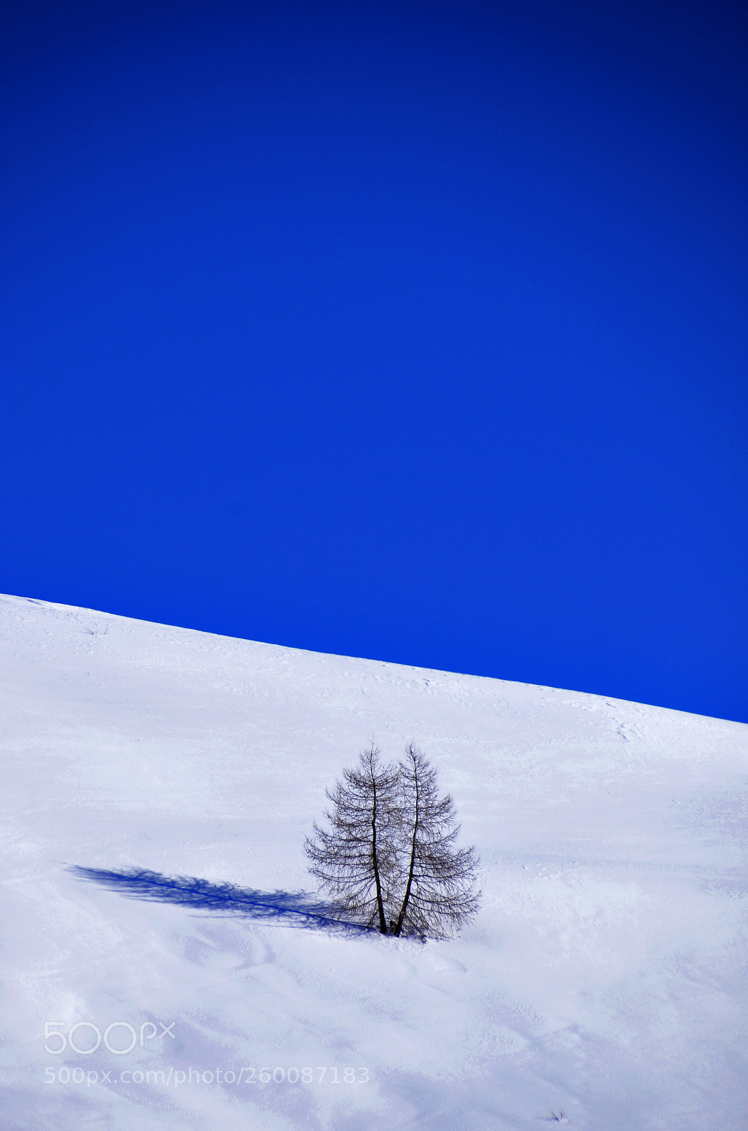 Nikon D7000 sample photo. Lonely tree in the photography