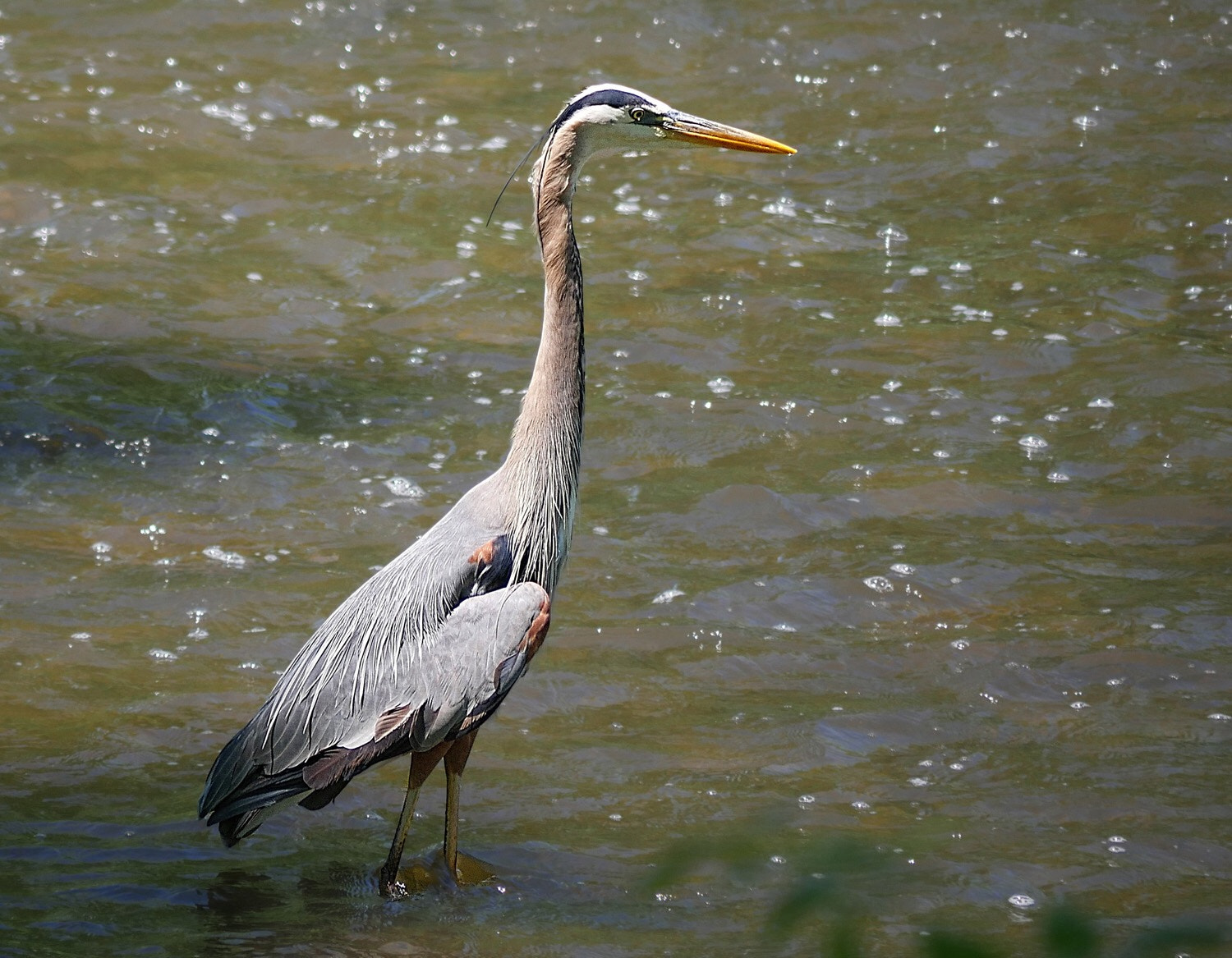 Panasonic Lumix DMC-G7 sample photo. Heron photography