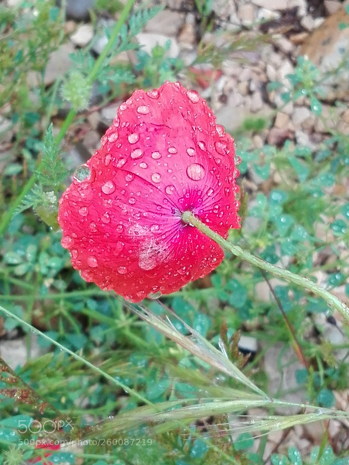 HUAWEI P8 Lite sample photo. Untitled photography
