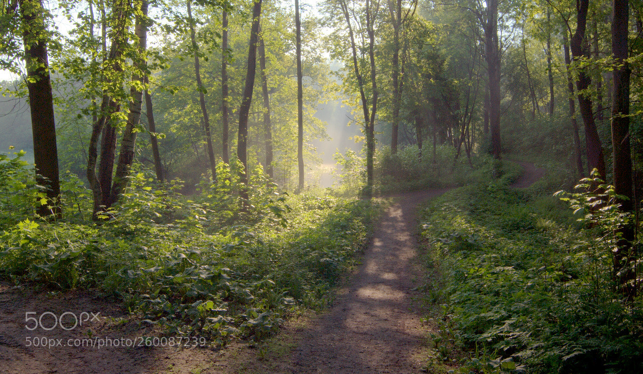 Nikon D200 sample photo. Image photography