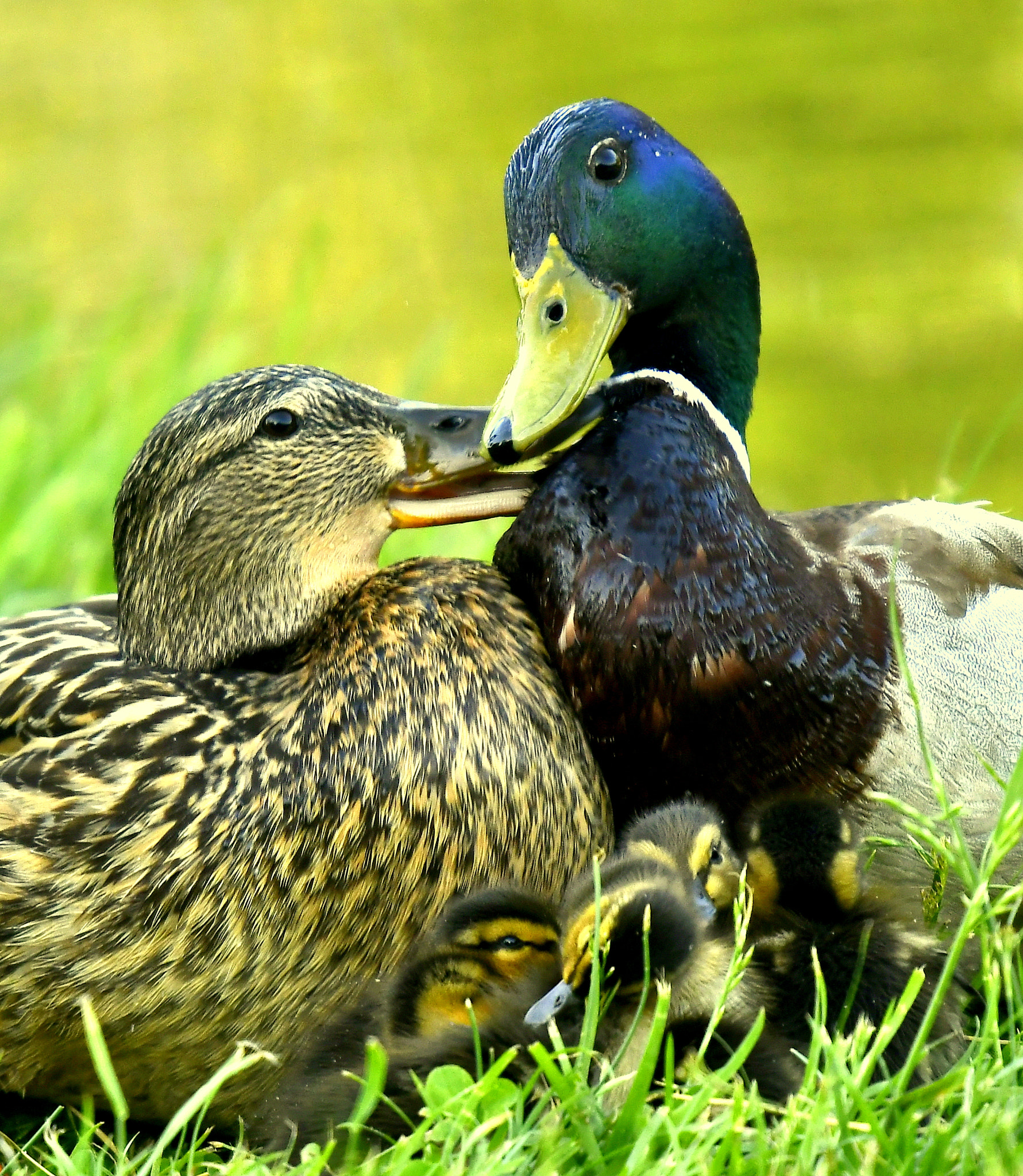 Nikon Nikkor AF-S 300mm F4E PF ED VR sample photo. Family disagreement... photography