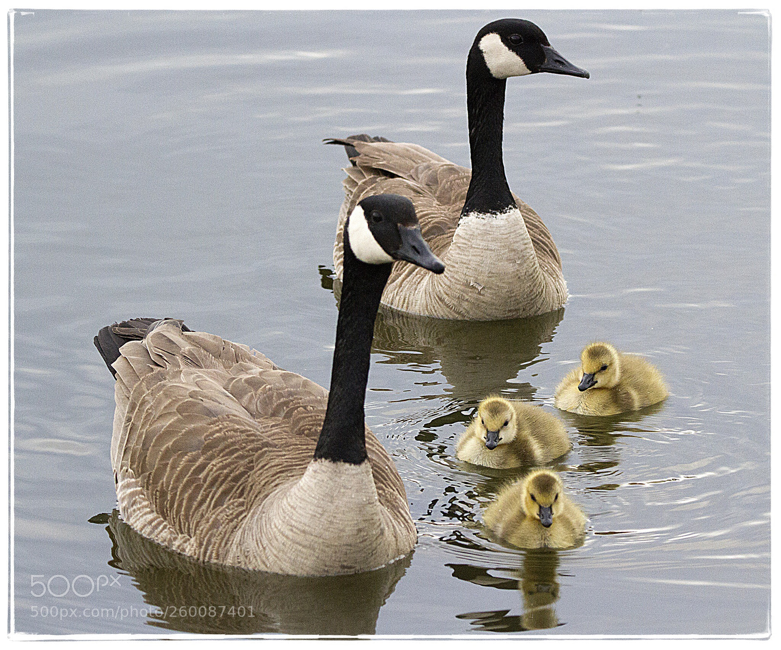 Canon EOS 7D sample photo. Canada goose family. photography