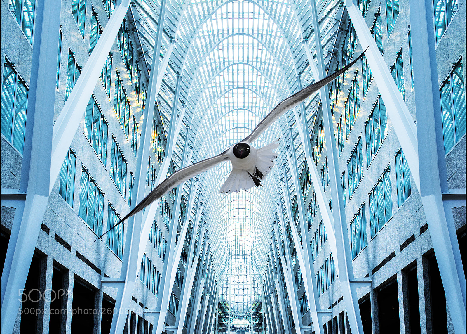 Nikon D810 sample photo. Symmetry photography