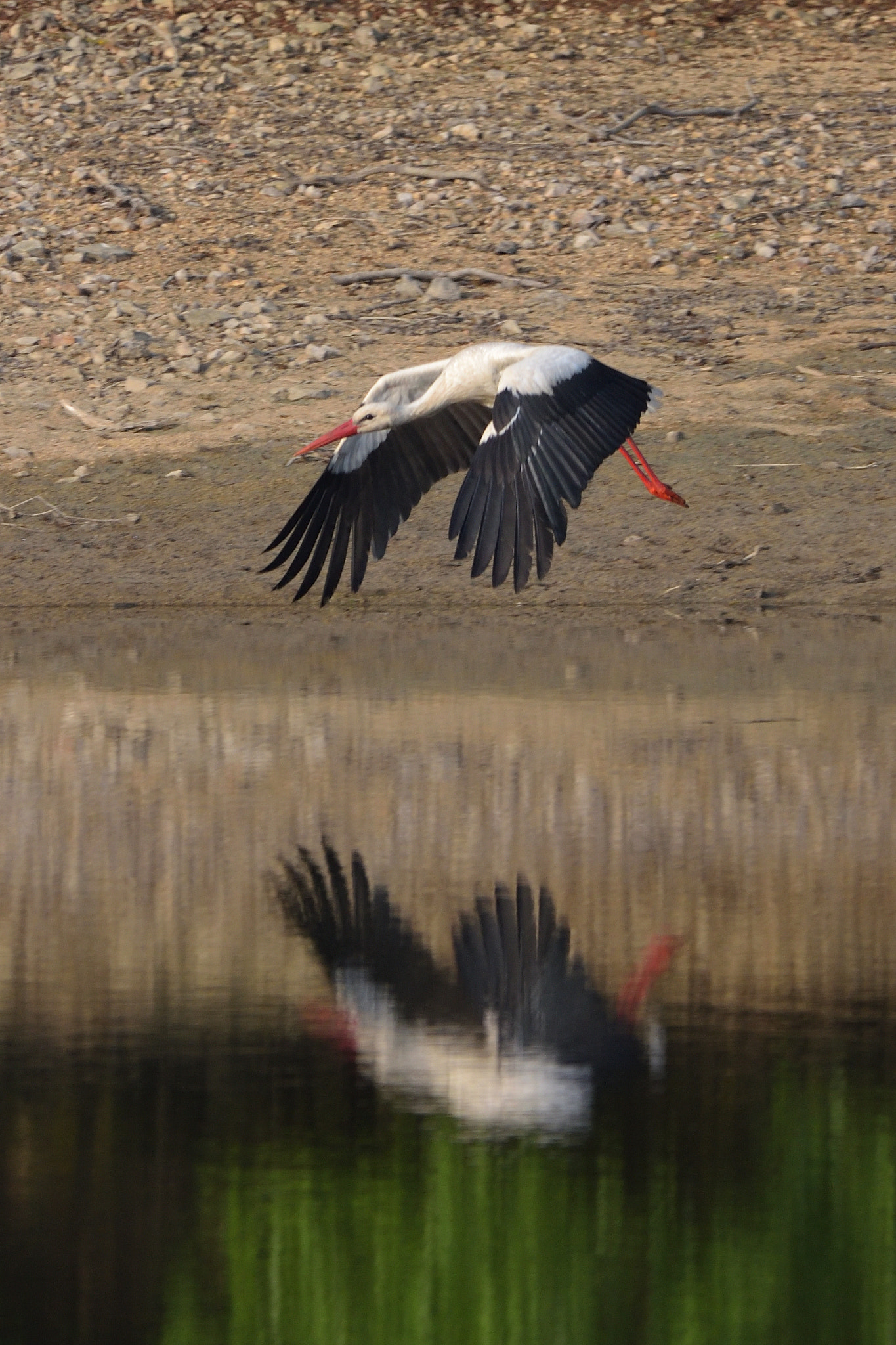 Nikon D750 sample photo. White stork (ciconia ciconia) photography