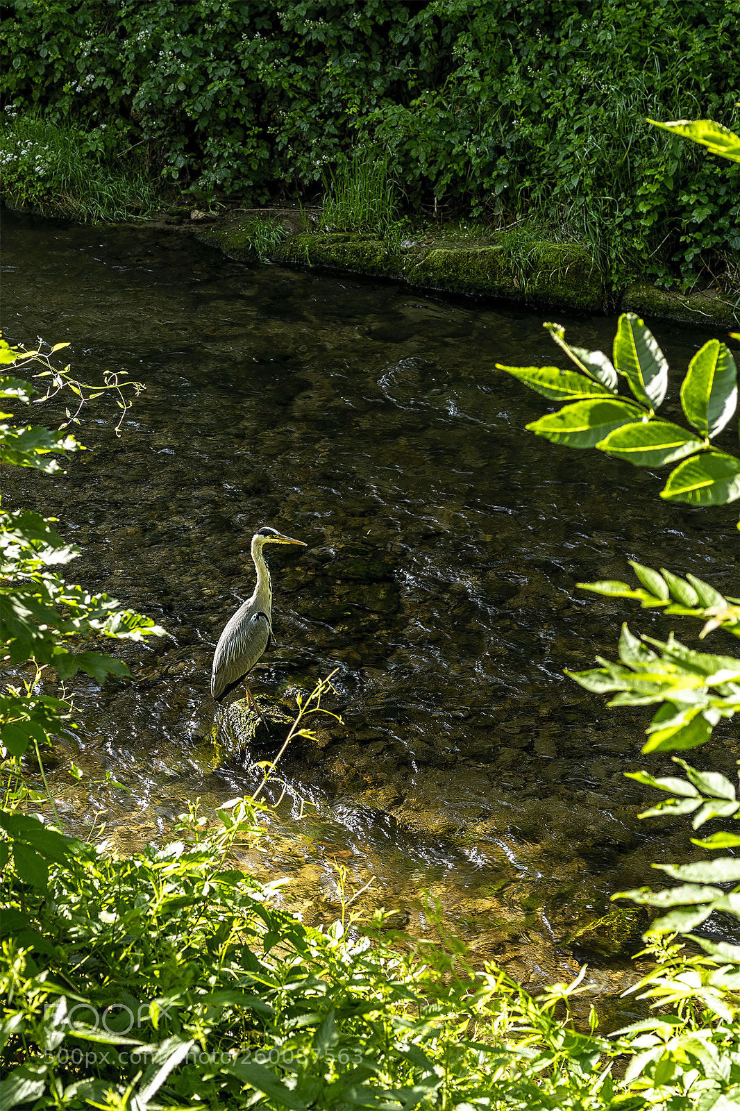 Sony a7R II sample photo. Fischreiher in der echaz photography