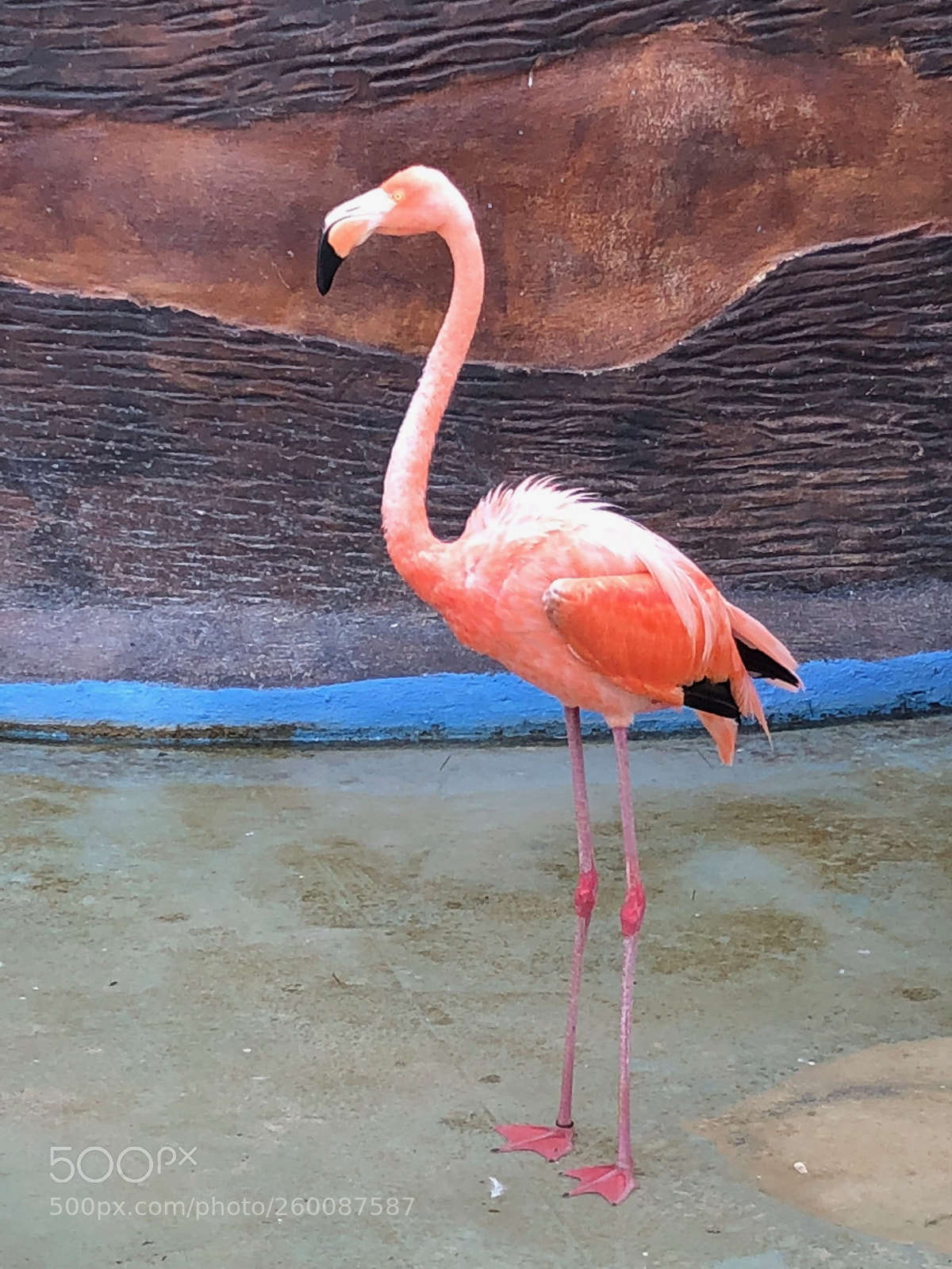 Apple iPhone X sample photo. Flamingo  photography