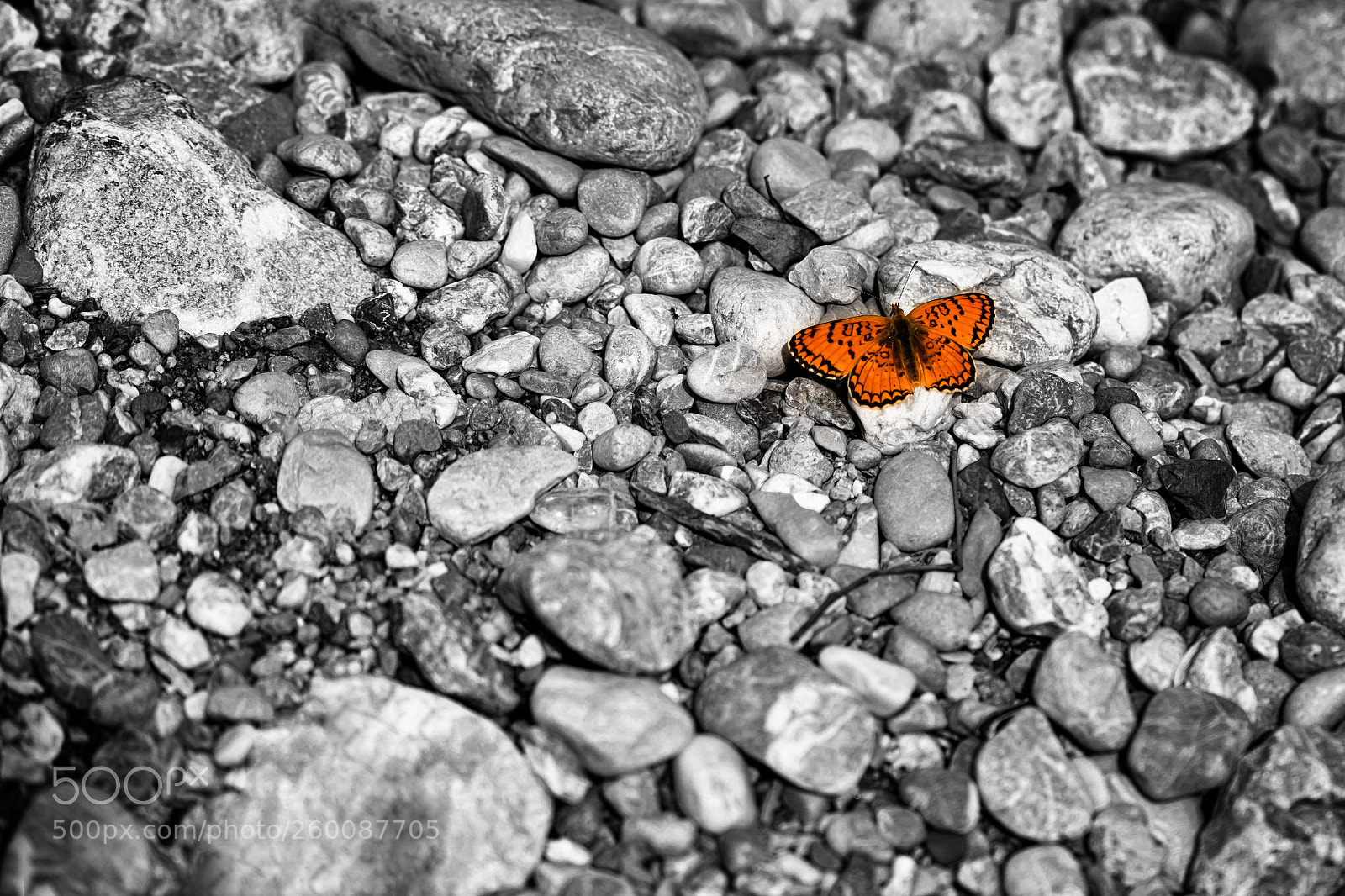 Nikon D5500 sample photo. Untitled photography