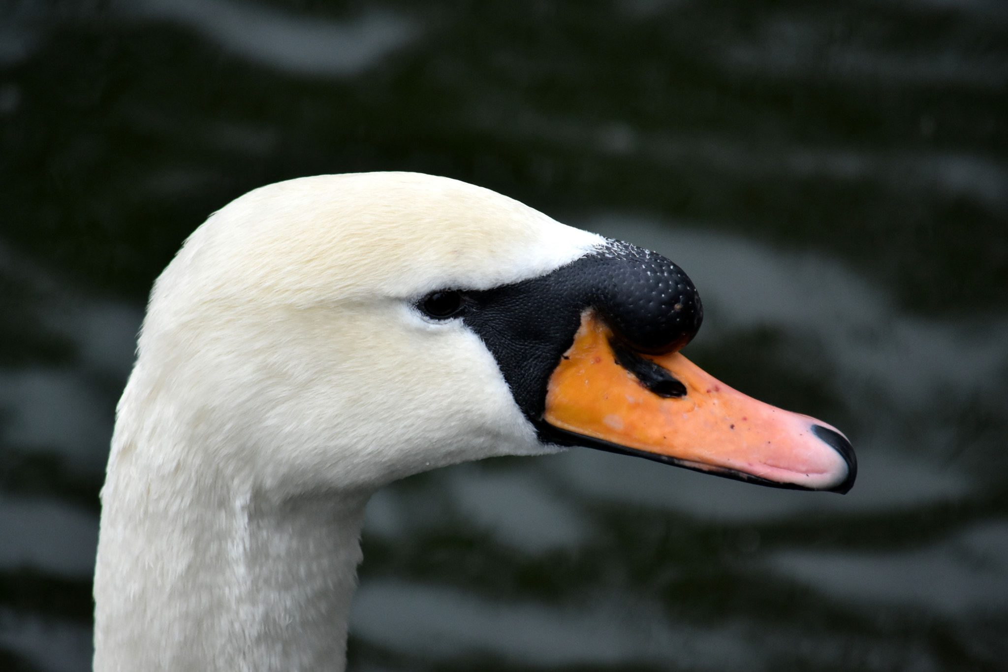 Nikon D7200 sample photo. Dsc photography