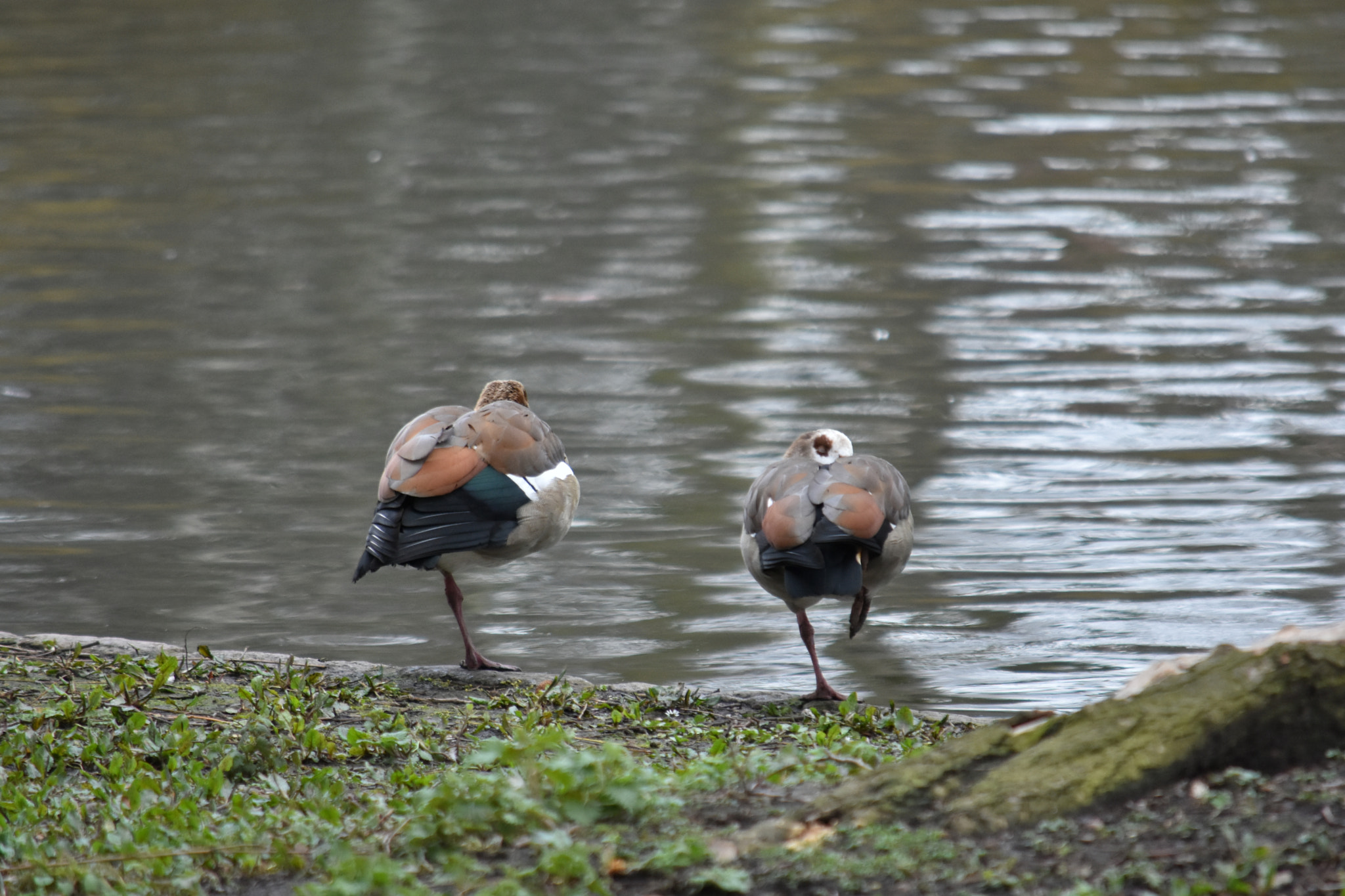 Nikon D7200 sample photo. Dsc photography
