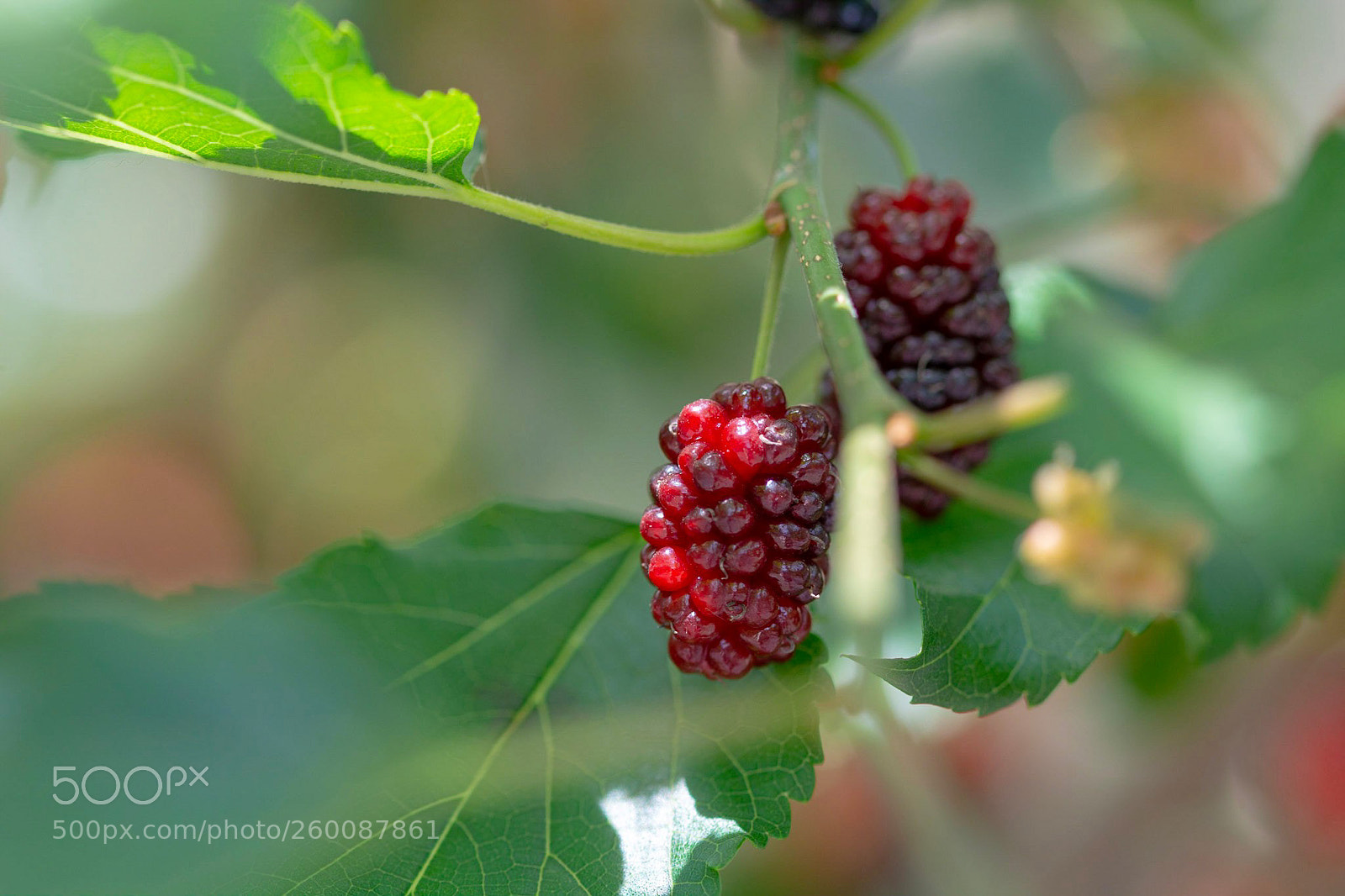 Nikon D7100 sample photo. Blackberry photography