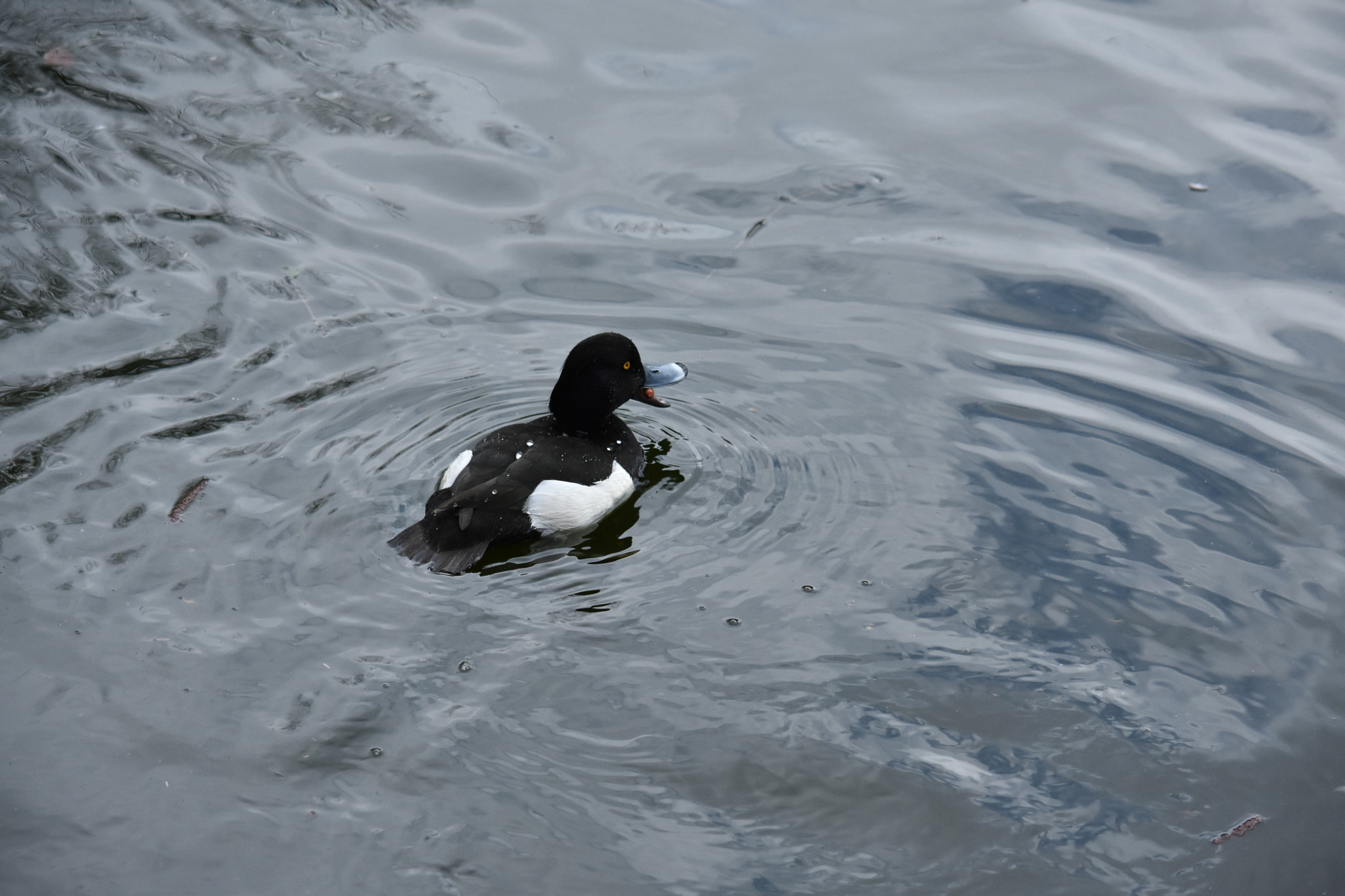 Nikon D7200 sample photo. Dsc photography