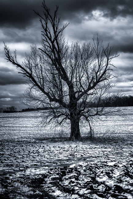 Nikon D750 sample photo. Winter tree photography