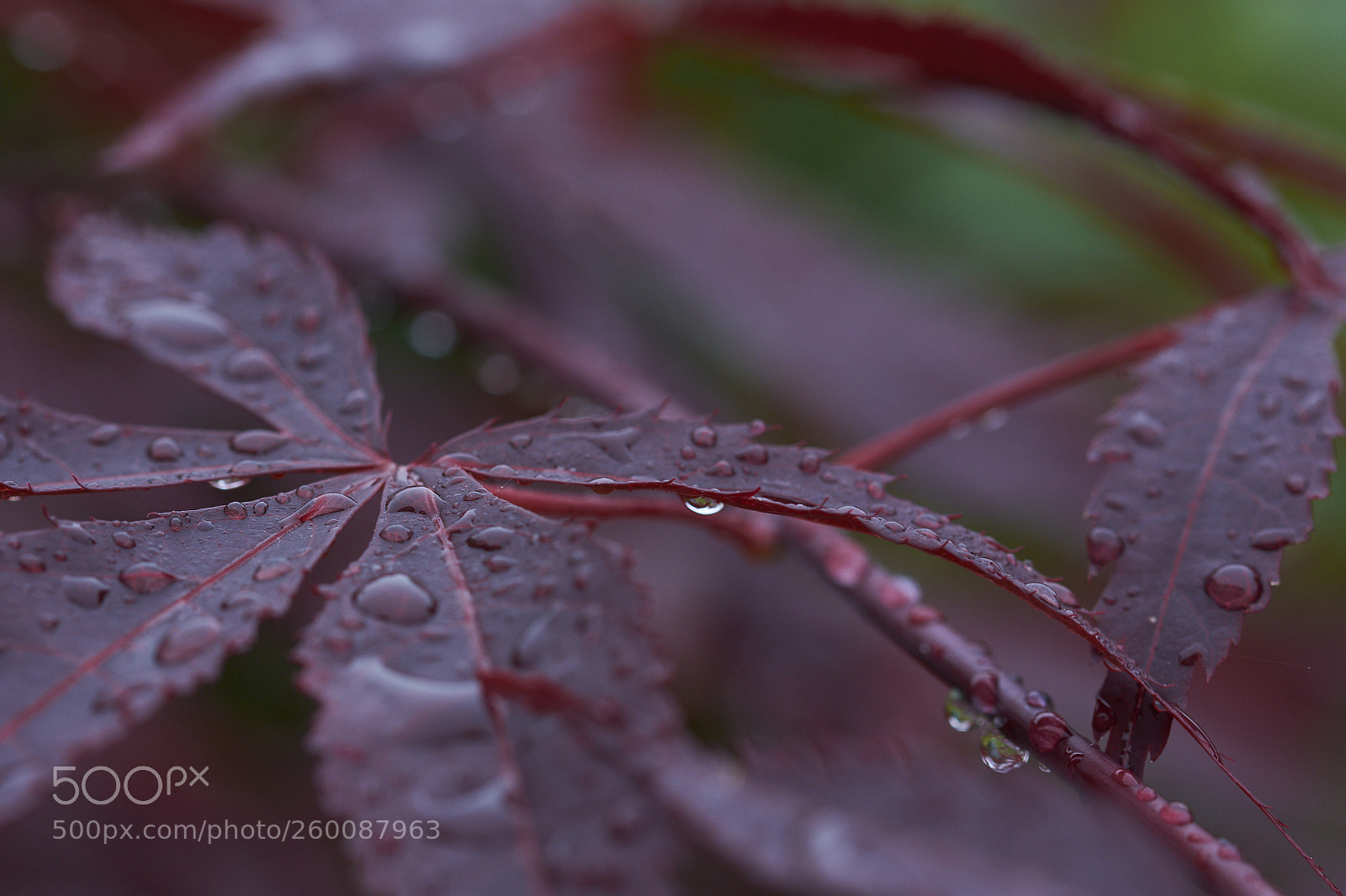 Nikon D7200 sample photo. Acer raindrops photography
