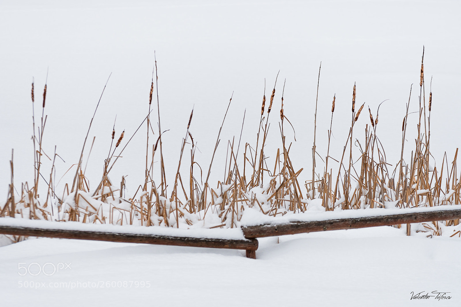Nikon D500 sample photo. Behind the fence... photography