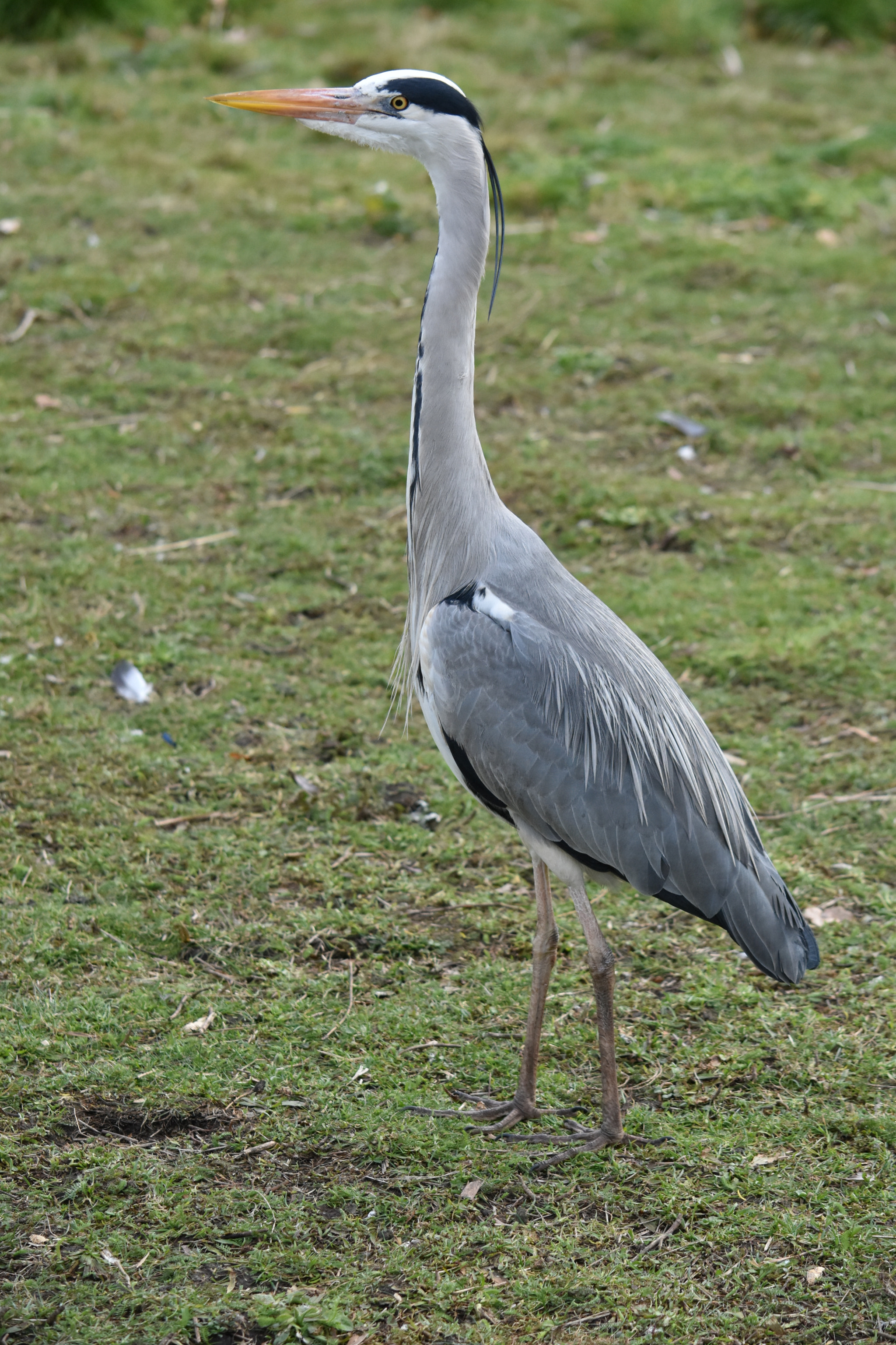 Nikon D7200 sample photo. Dsc photography