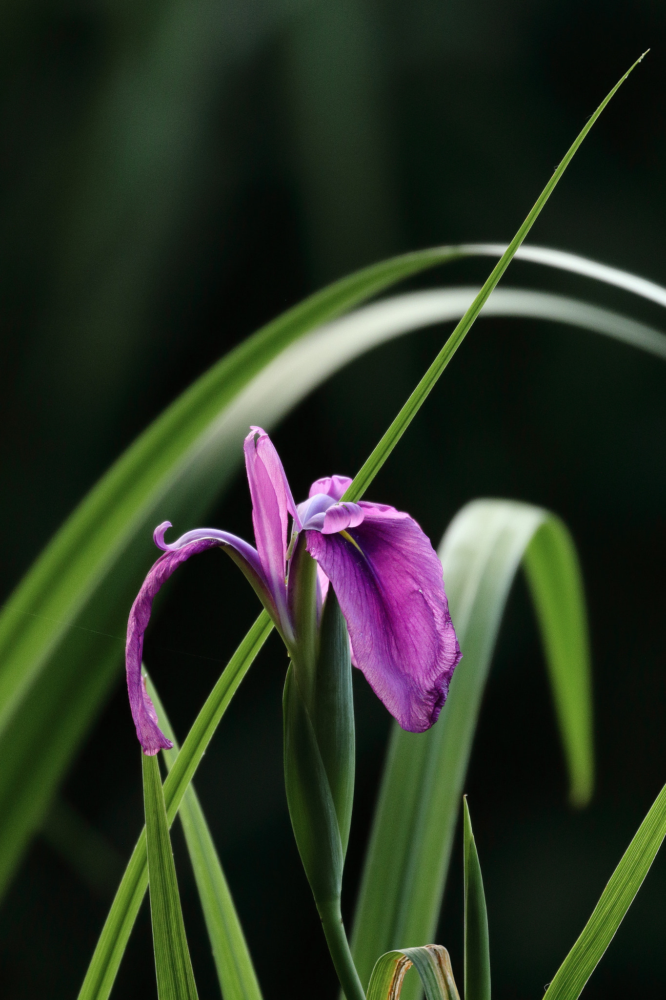 Canon EOS 7D Mark II sample photo. 花菖蒲 7i2a4520 photography
