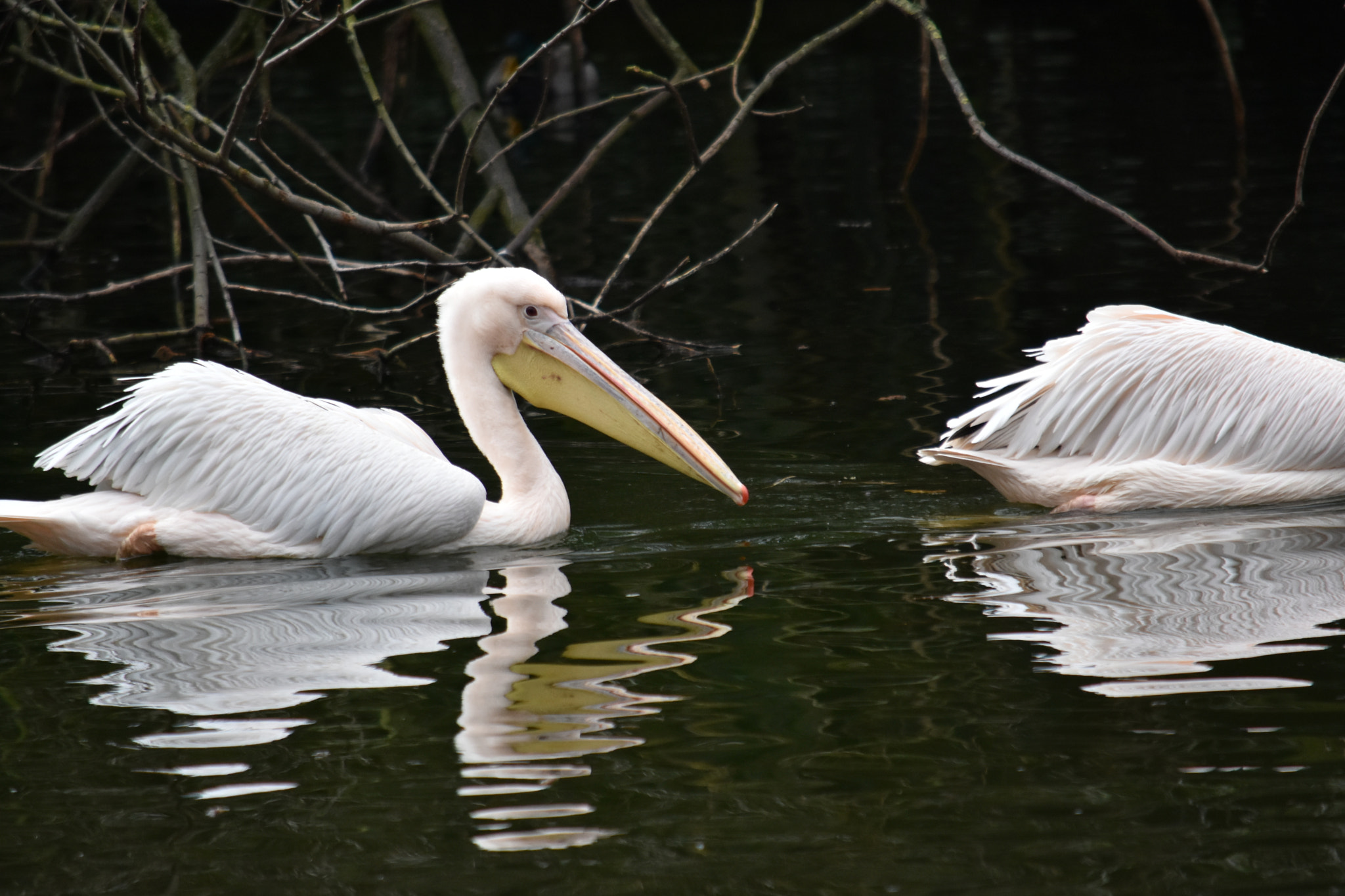 Nikon D7200 sample photo. Dsc photography