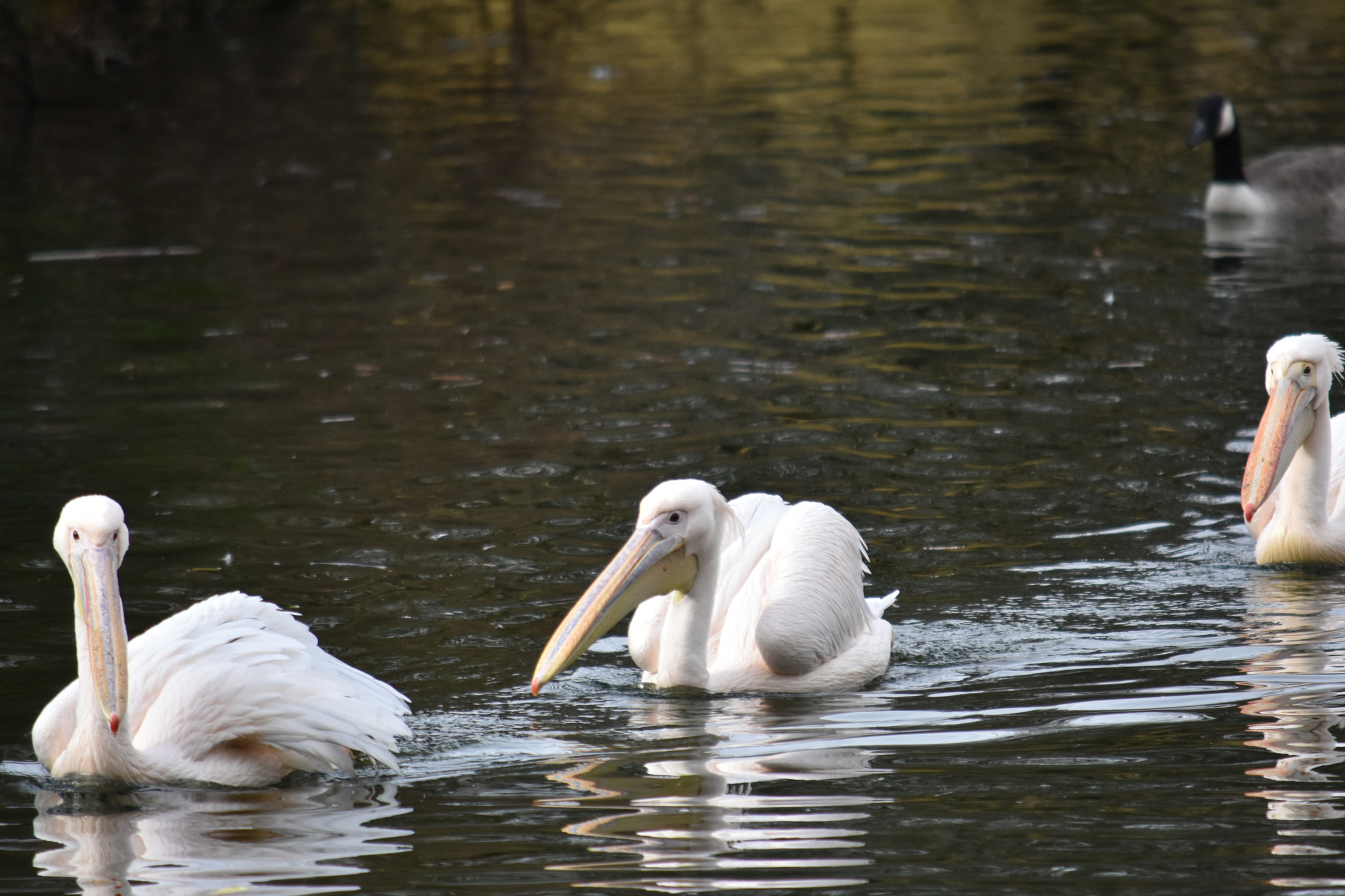 Nikon D7200 sample photo. Dsc photography