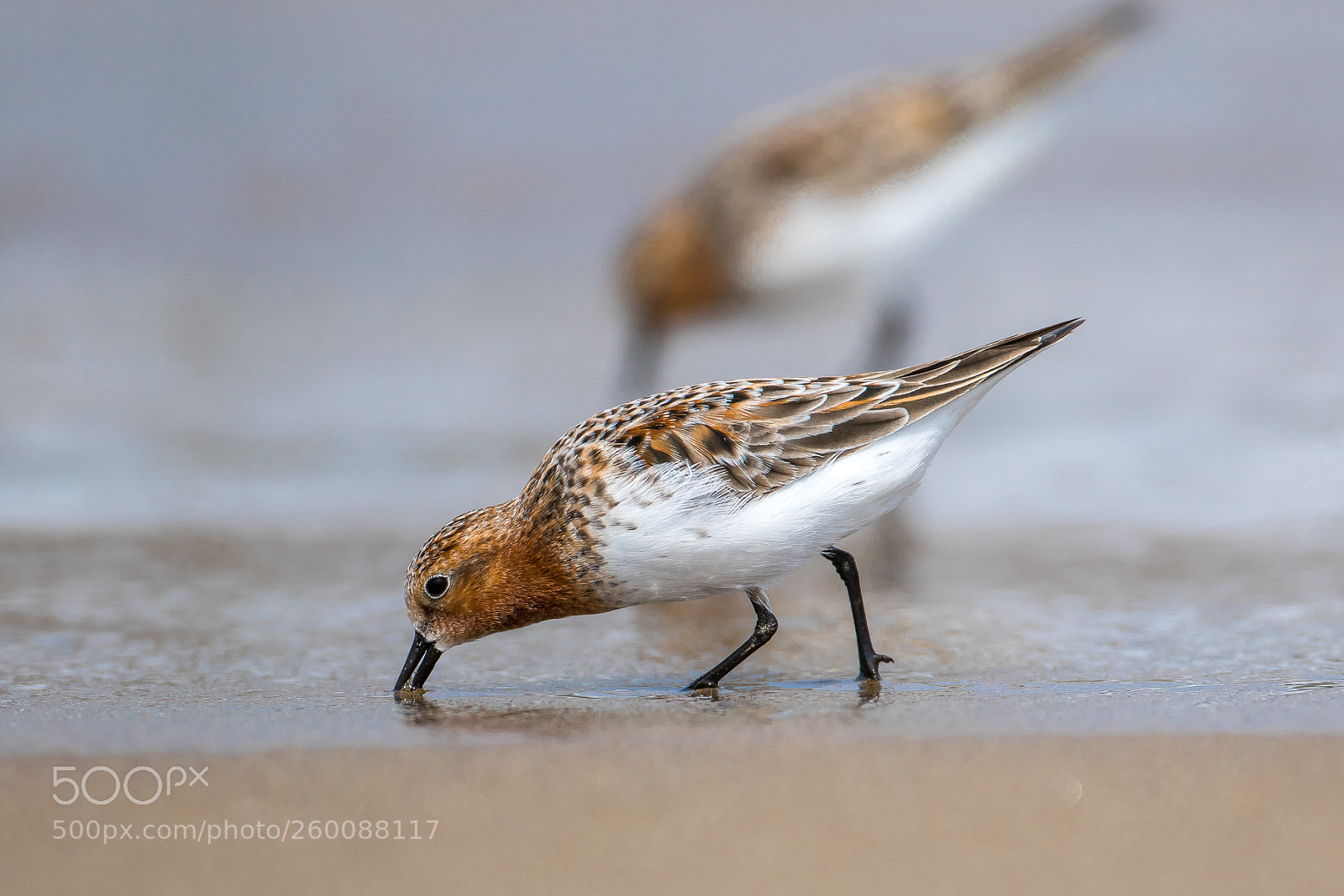 Canon EOS 7D Mark II sample photo. Meal(red-necked stint) photography