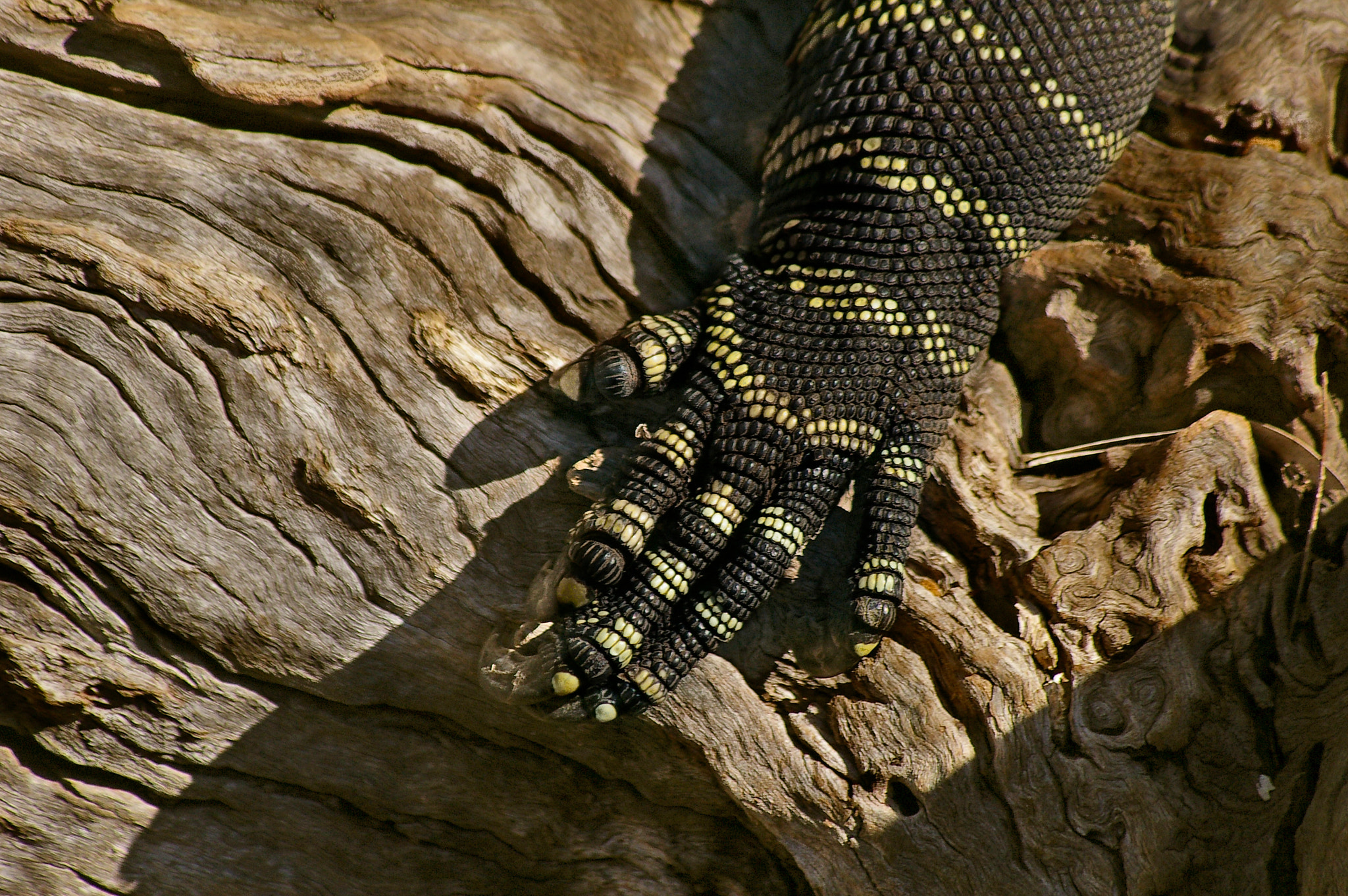 Pentax *ist DS sample photo. The claw photography