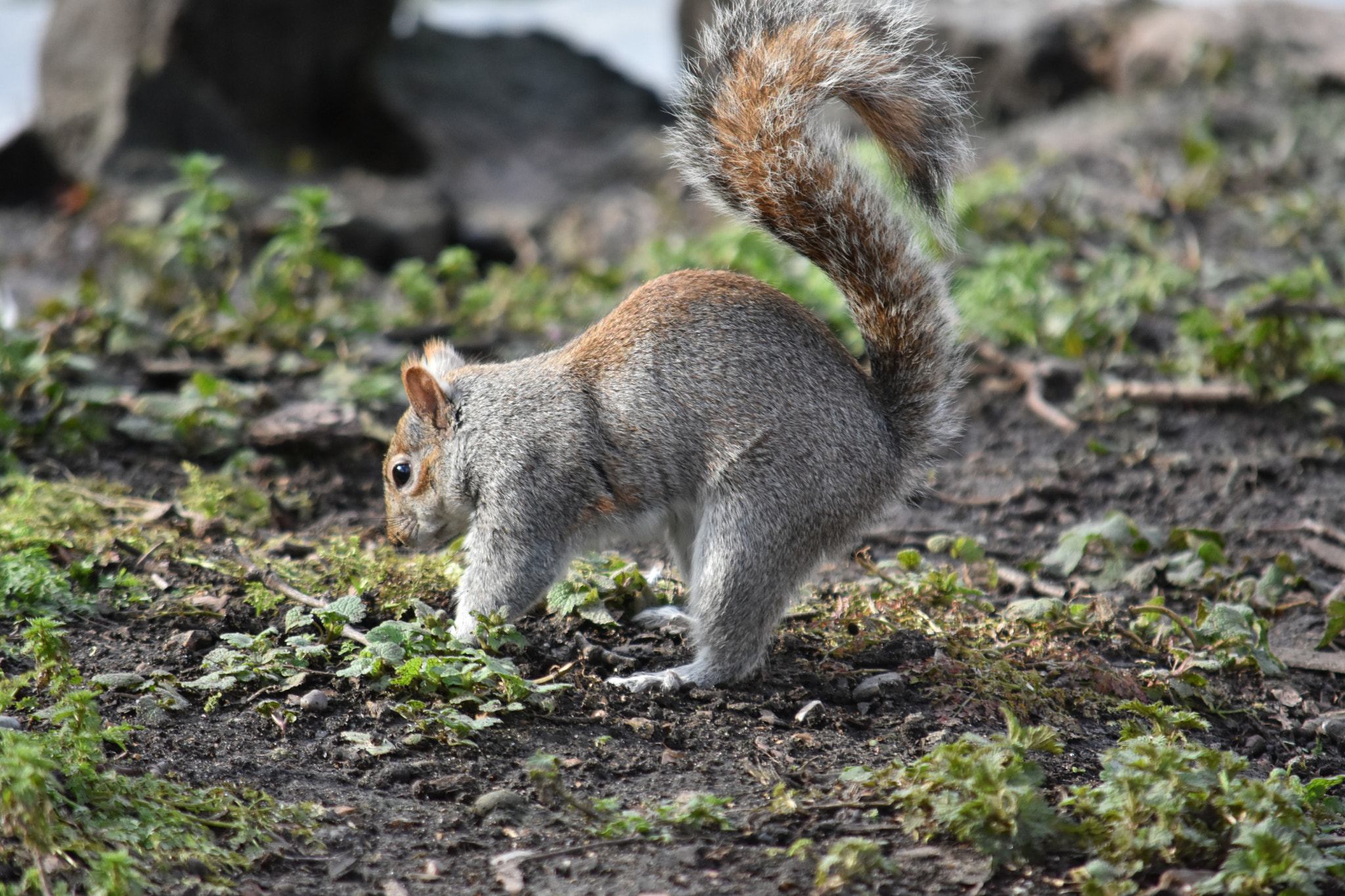 Nikon D7200 sample photo. Dsc photography