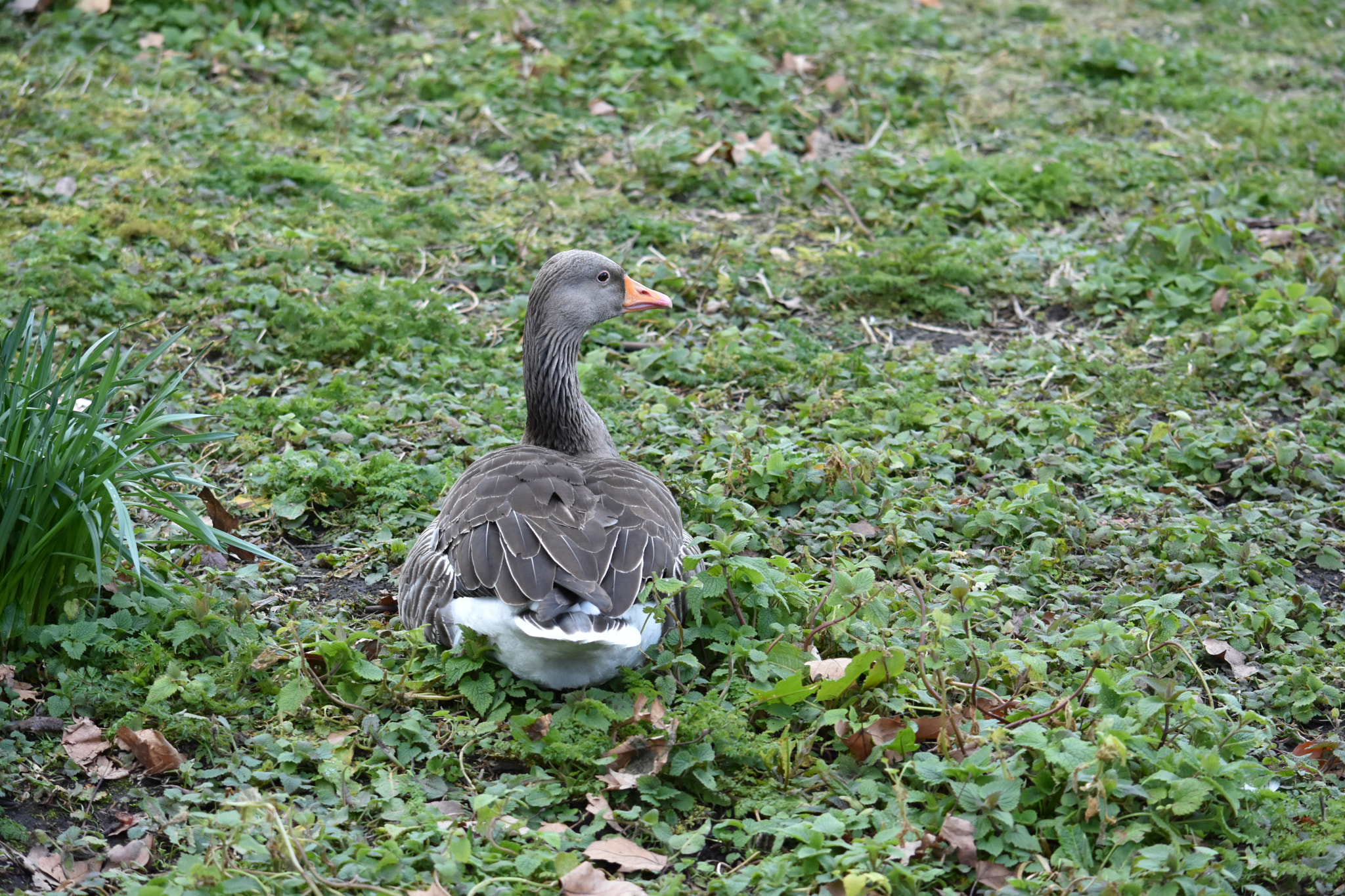 Nikon D7200 sample photo. Dsc photography