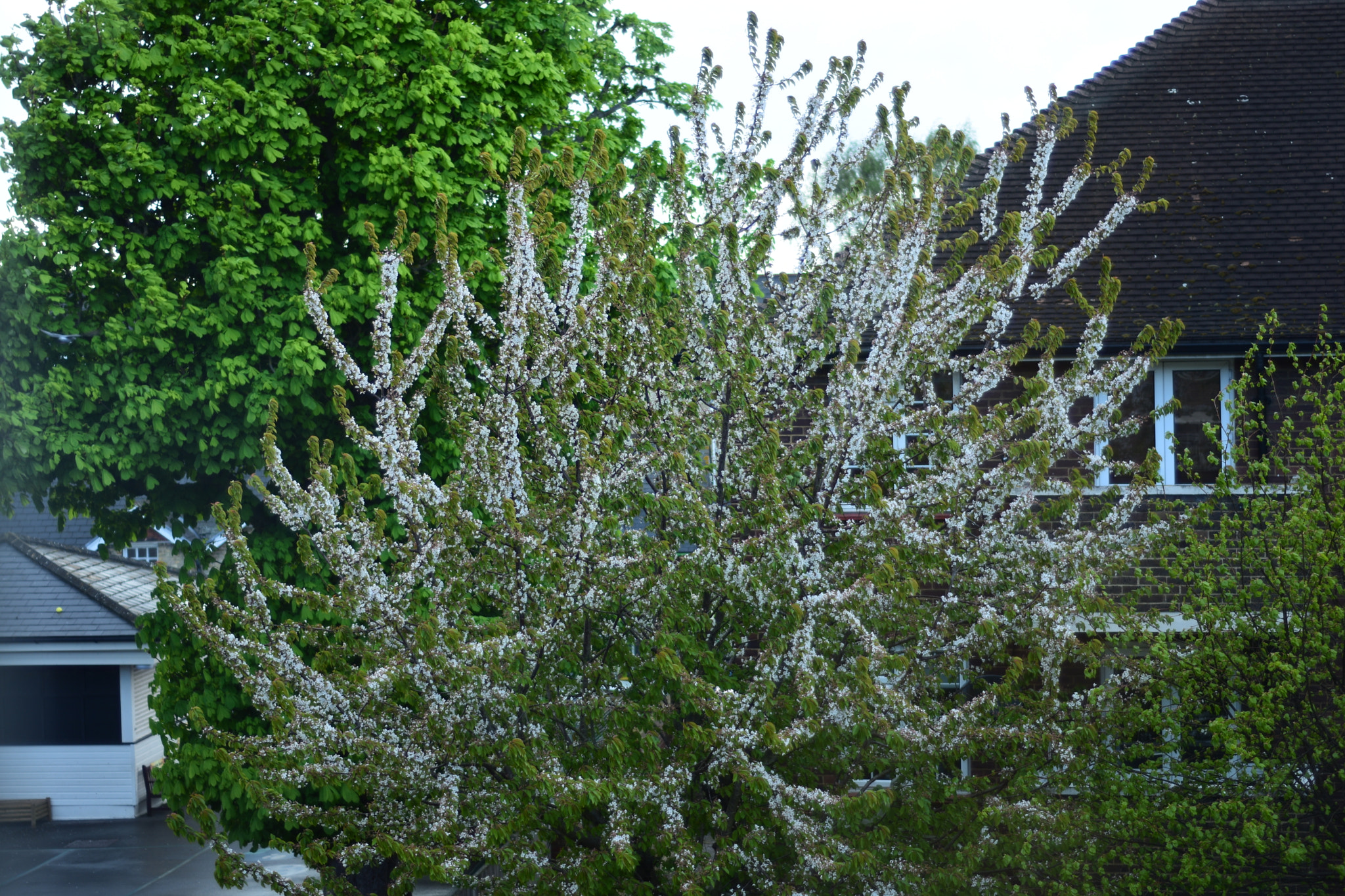 Nikon AF Nikkor 50mm F1.8D sample photo. Dsc photography