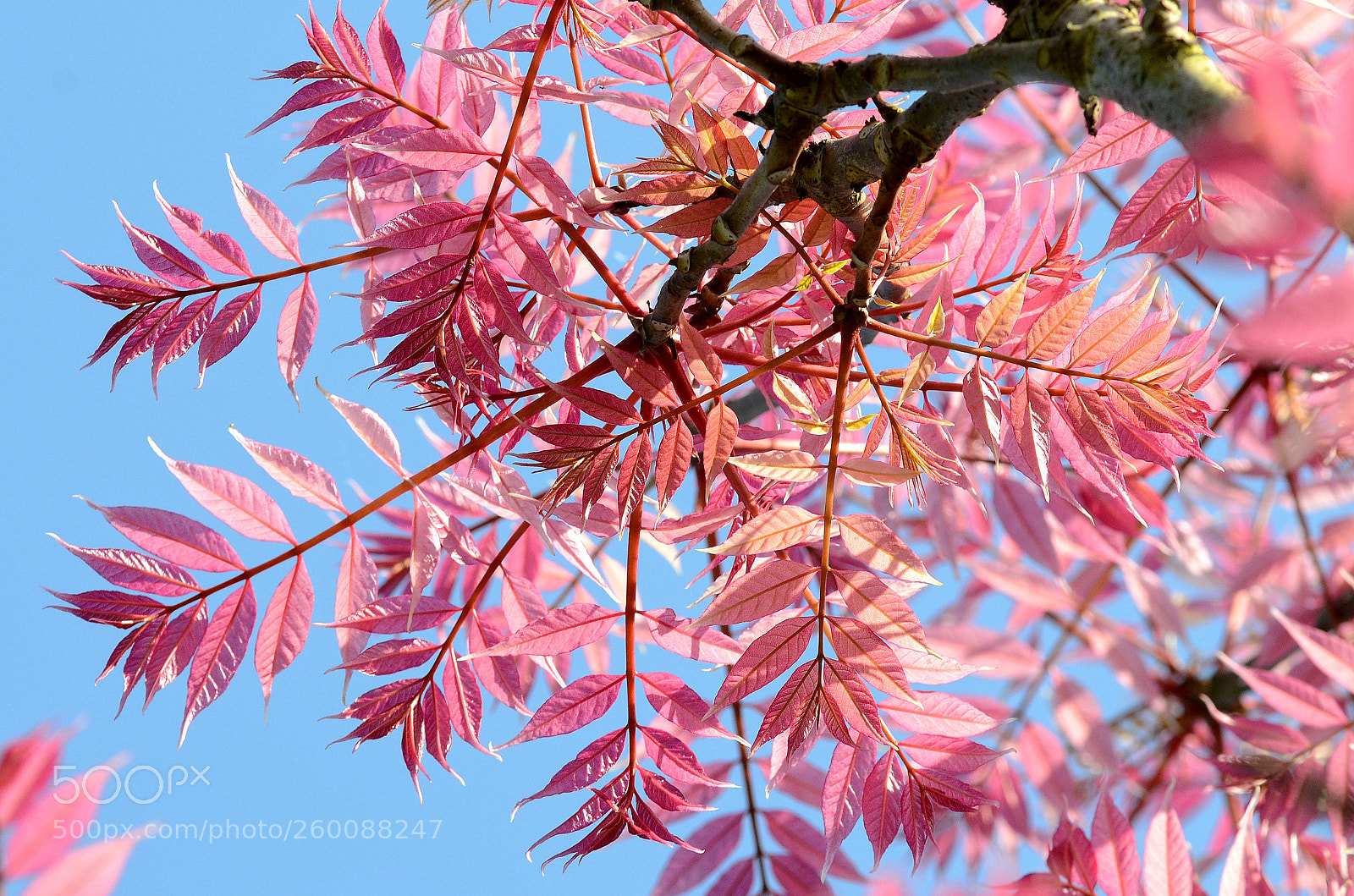 Nikon D7000 sample photo. Pink is in the photography