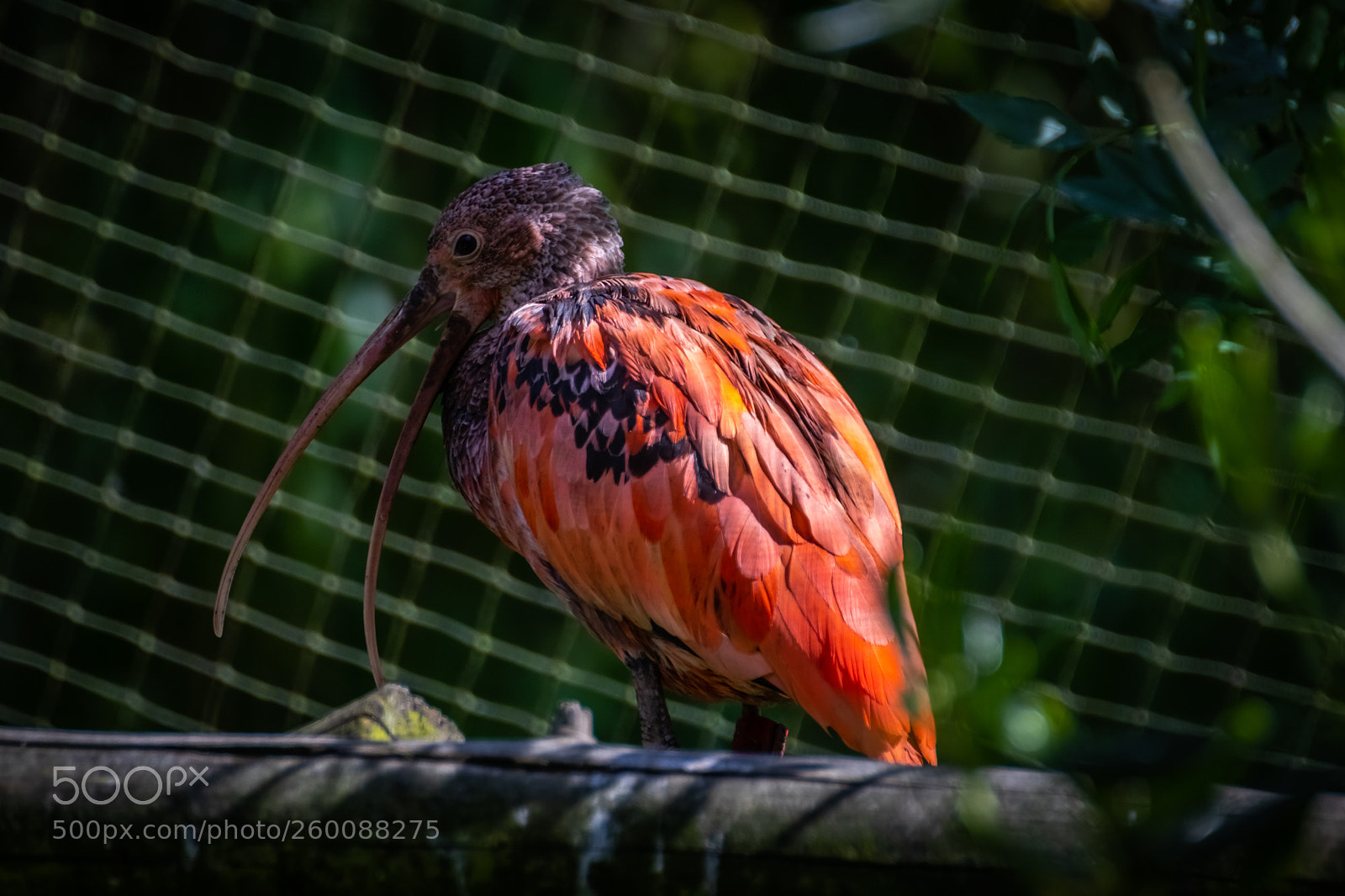 Canon EOS 77D (EOS 9000D / EOS 770D) sample photo. Jeune ibis rouge photography
