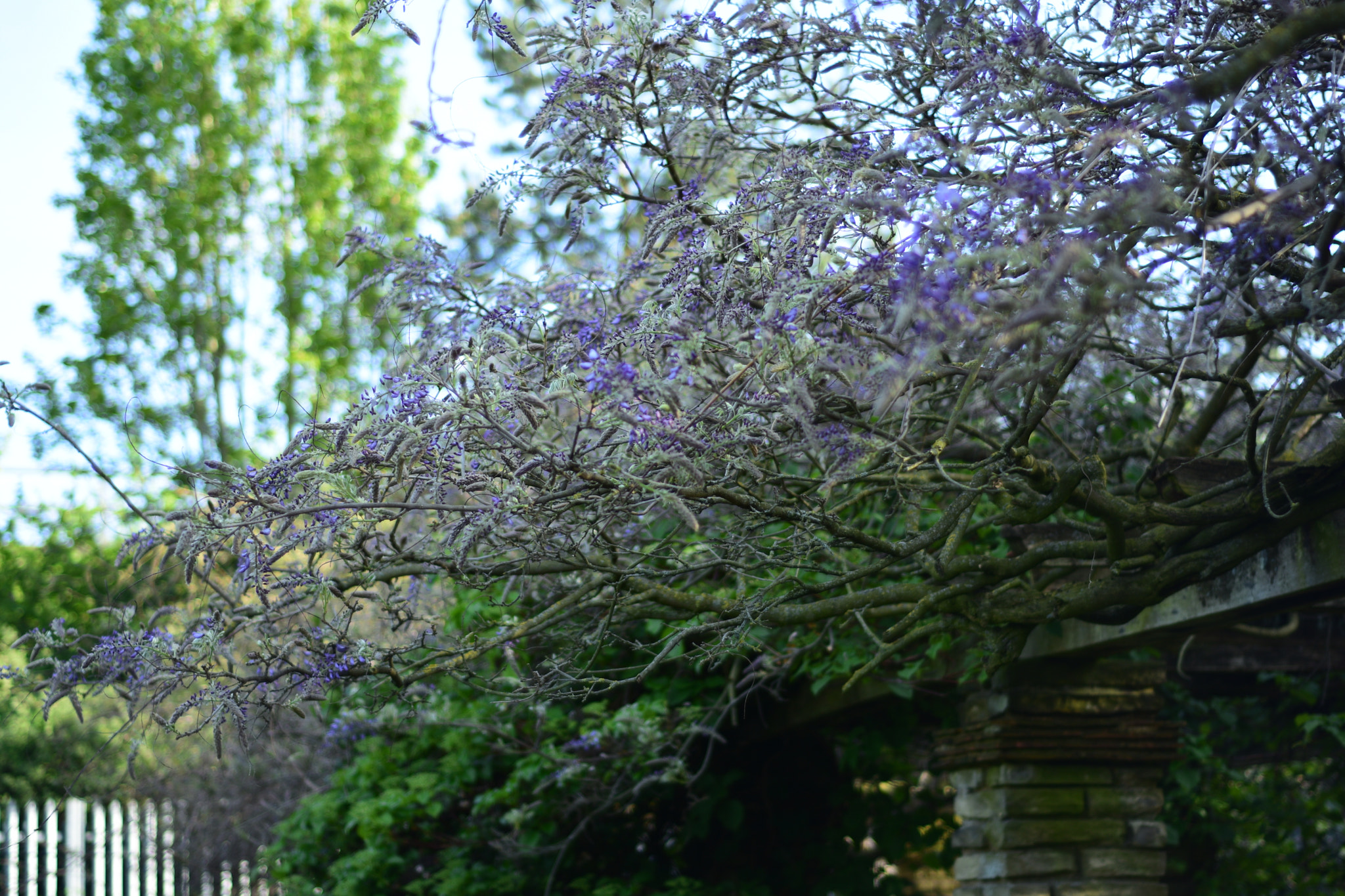 Nikon AF Nikkor 50mm F1.8D sample photo. Dsc photography
