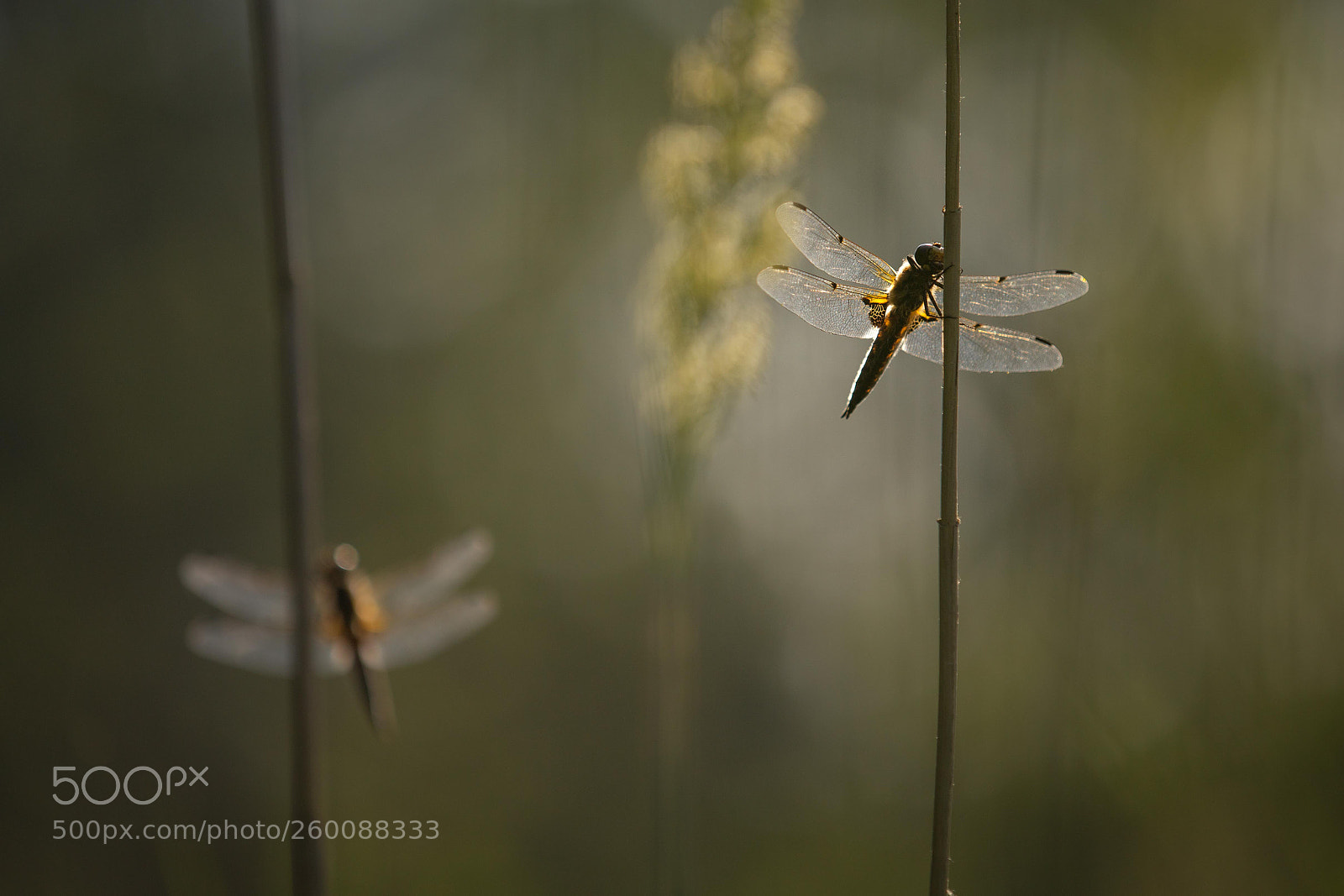 Canon EOS 6D sample photo. Sunbathing photography