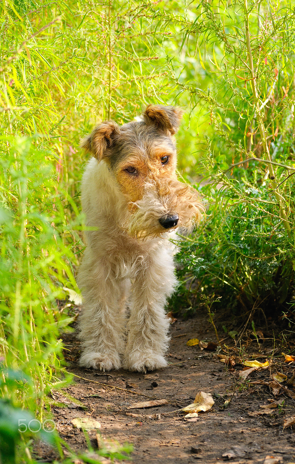 Nikon D300S sample photo. A young  fox terrier photography