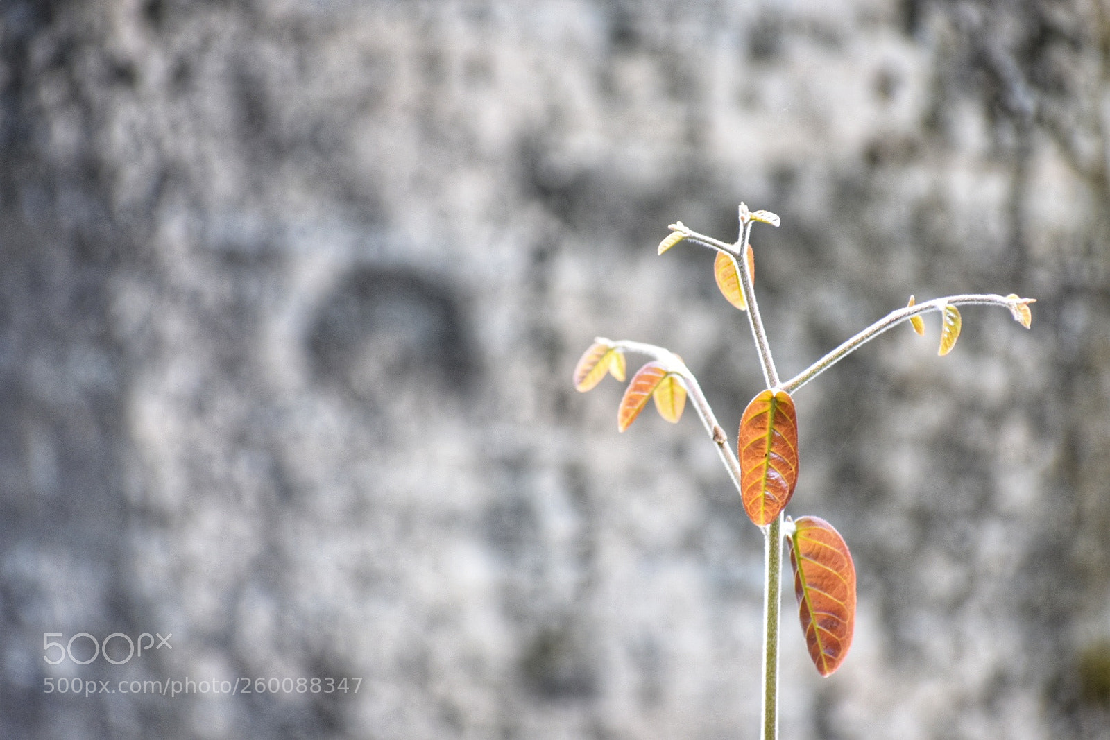 Nikon D3400 sample photo. A new life is photography