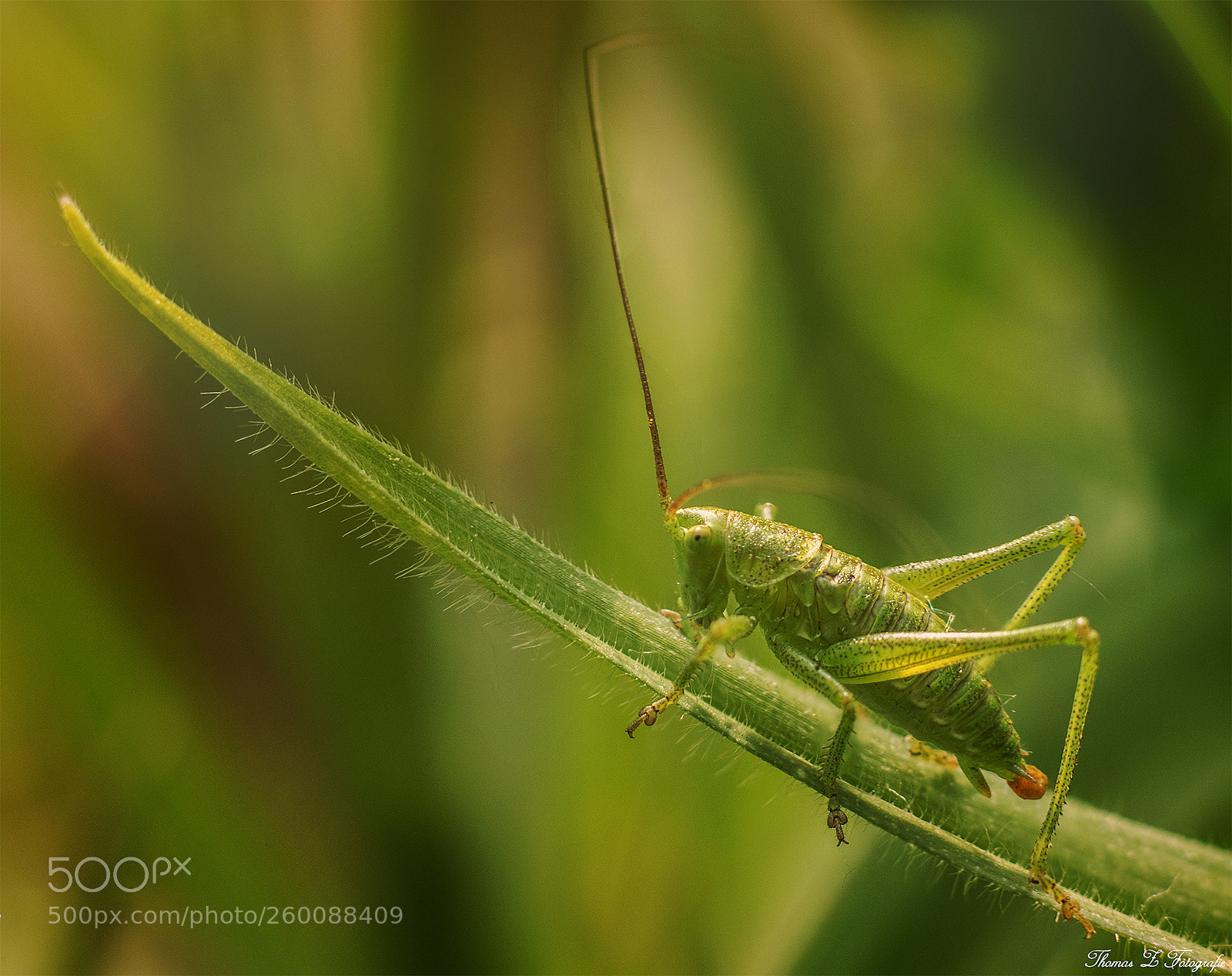 Canon EOS 750D (EOS Rebel T6i / EOS Kiss X8i) sample photo. Grasshopper photography