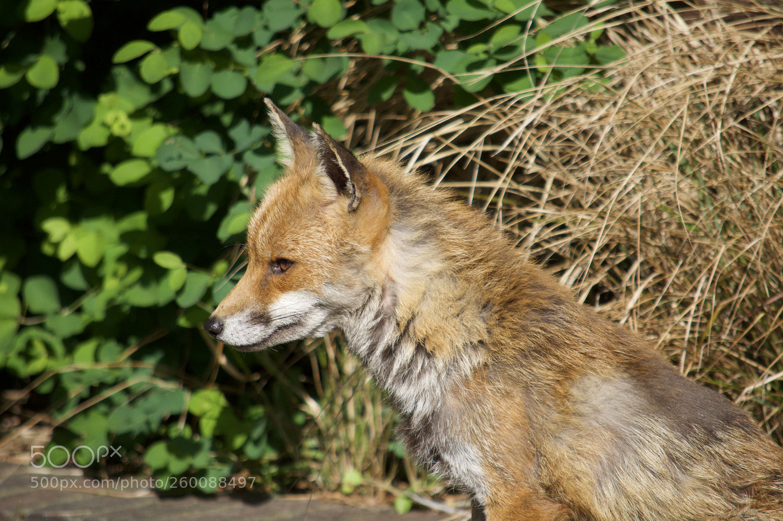 Nikon D7200 sample photo. Fullsizeoutput photography