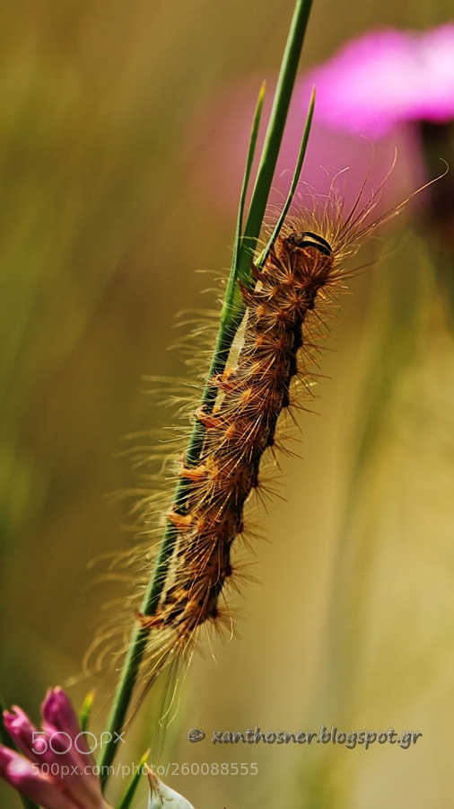 Canon EOS 550D (EOS Rebel T2i / EOS Kiss X4) sample photo. Caterpillar photography