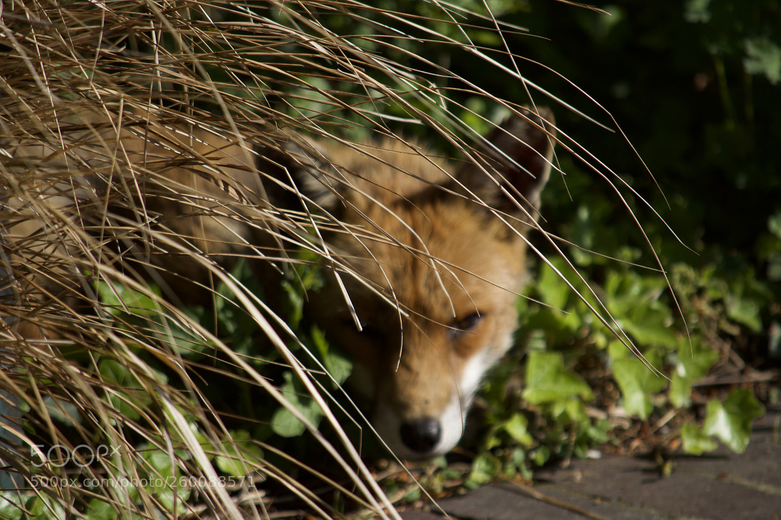Nikon D7200 sample photo. Fullsizeoutput a photography