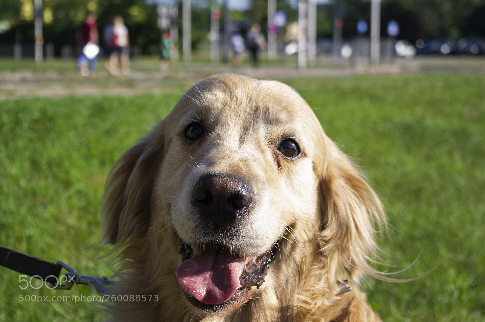 Pentax K-r sample photo. Happy retriever photography