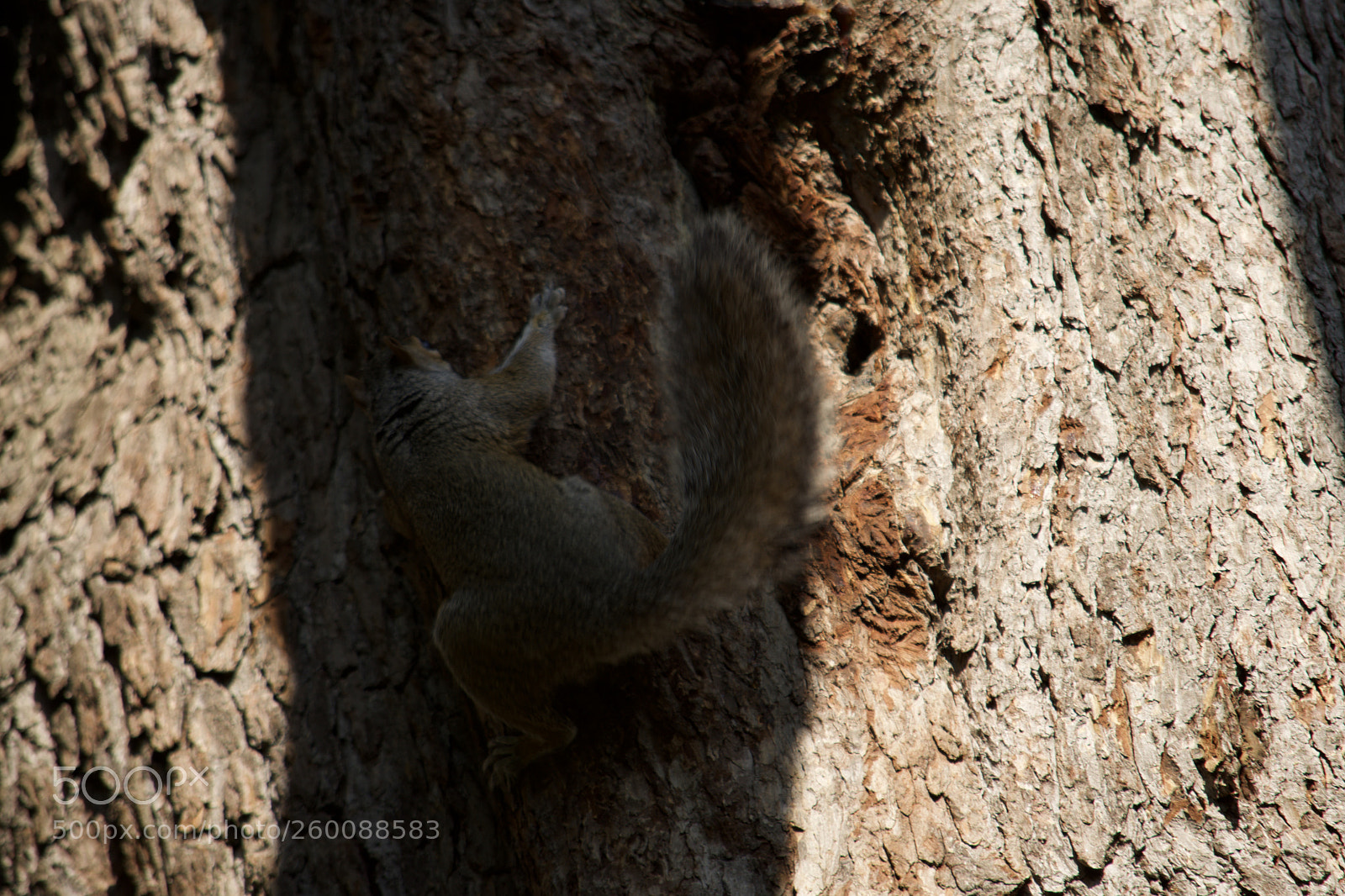 Nikon D7200 sample photo. Fullsizeoutput f photography