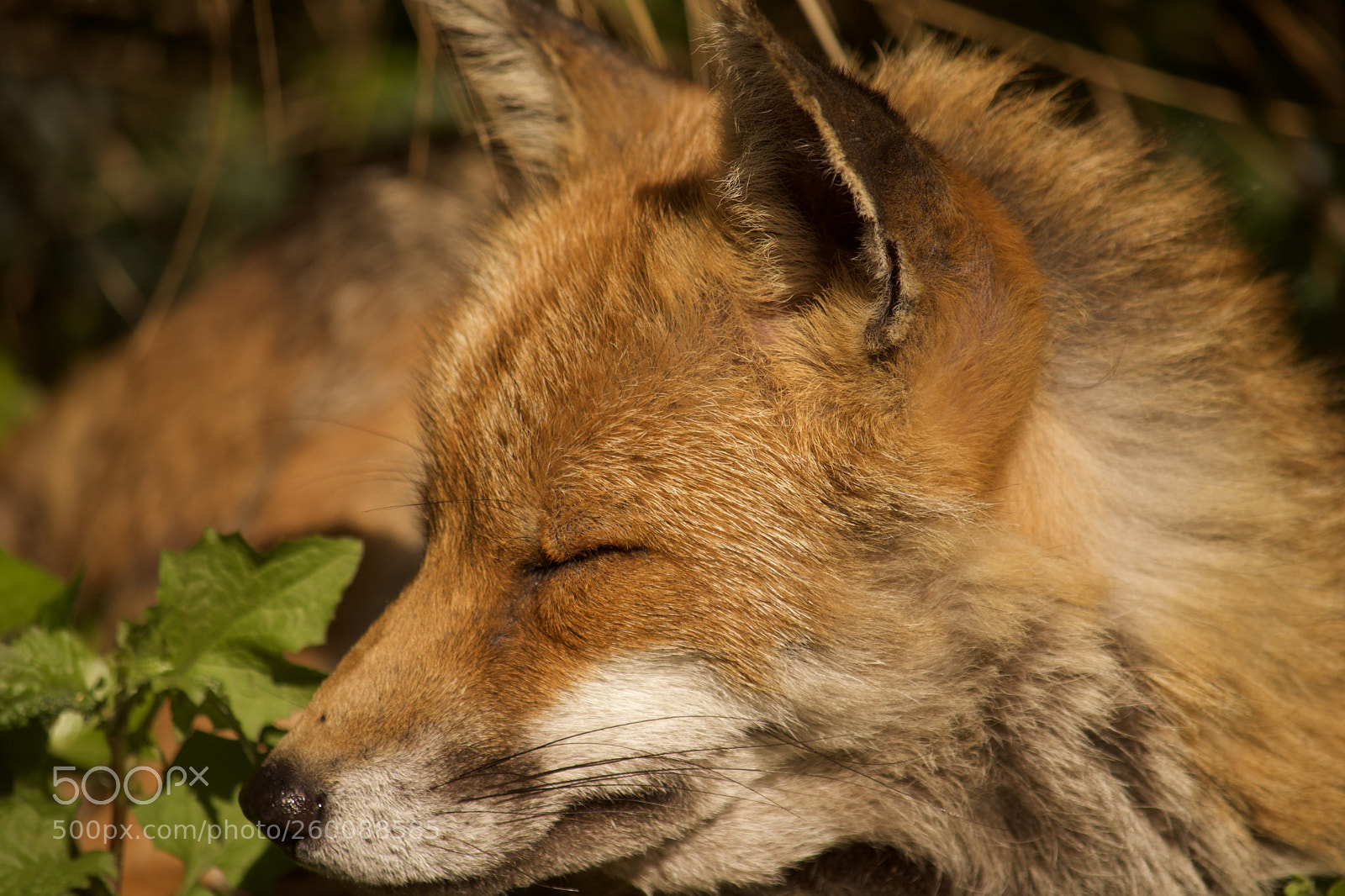 Nikon D7200 sample photo. Fullsizeoutput a photography