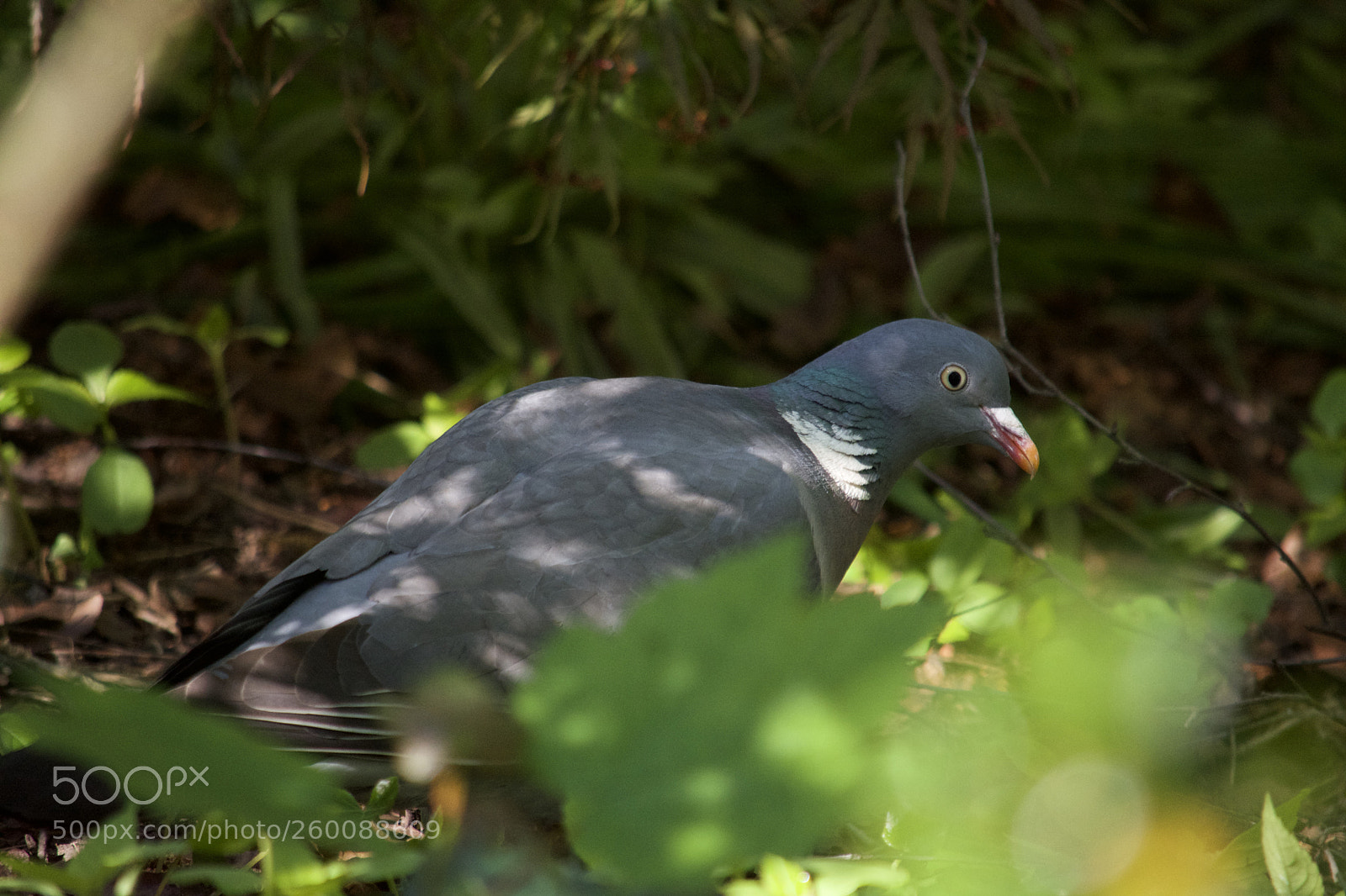 Nikon D7200 sample photo. Fullsizeoutput photography