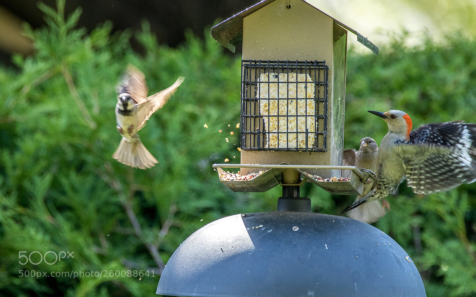 Canon EOS 7D Mark II sample photo. Make way photography