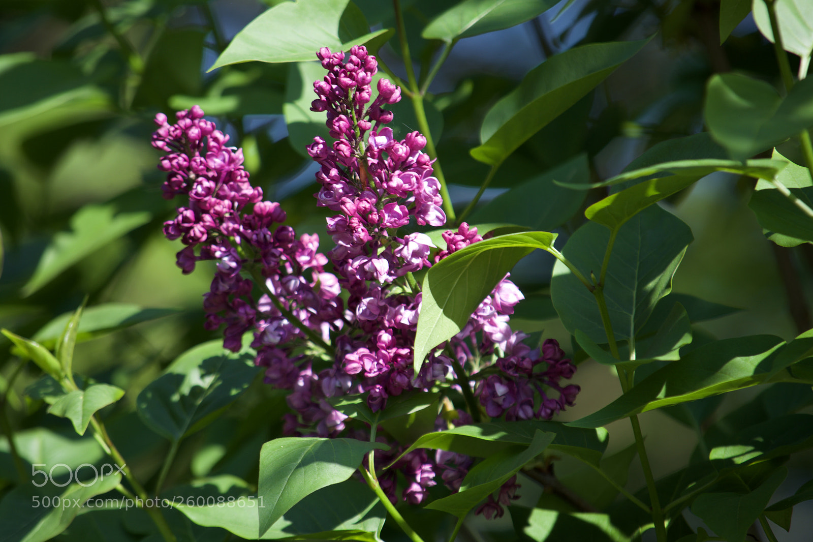 Nikon D7200 sample photo. Fullsizeoutput photography