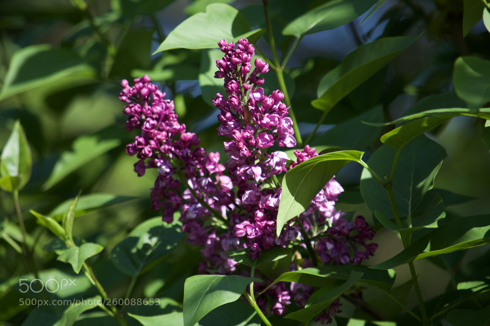 Nikon D7200 sample photo. Fullsizeoutput af photography