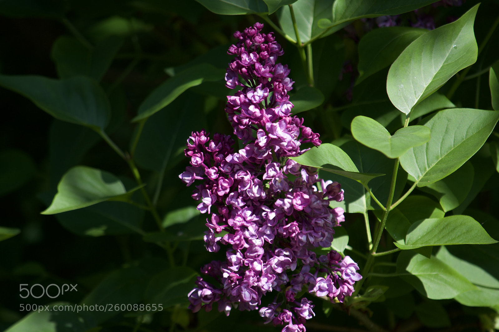 Nikon D7200 sample photo. Fullsizeoutput photography