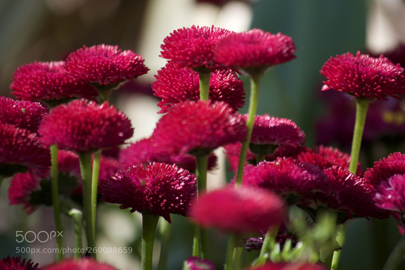 Nikon D7200 sample photo. Fullsizeoutput f photography