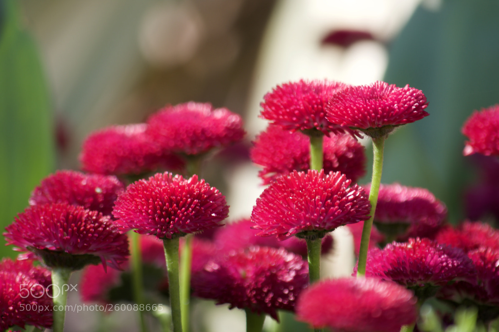 Nikon D7200 sample photo. Fullsizeoutput dc photography